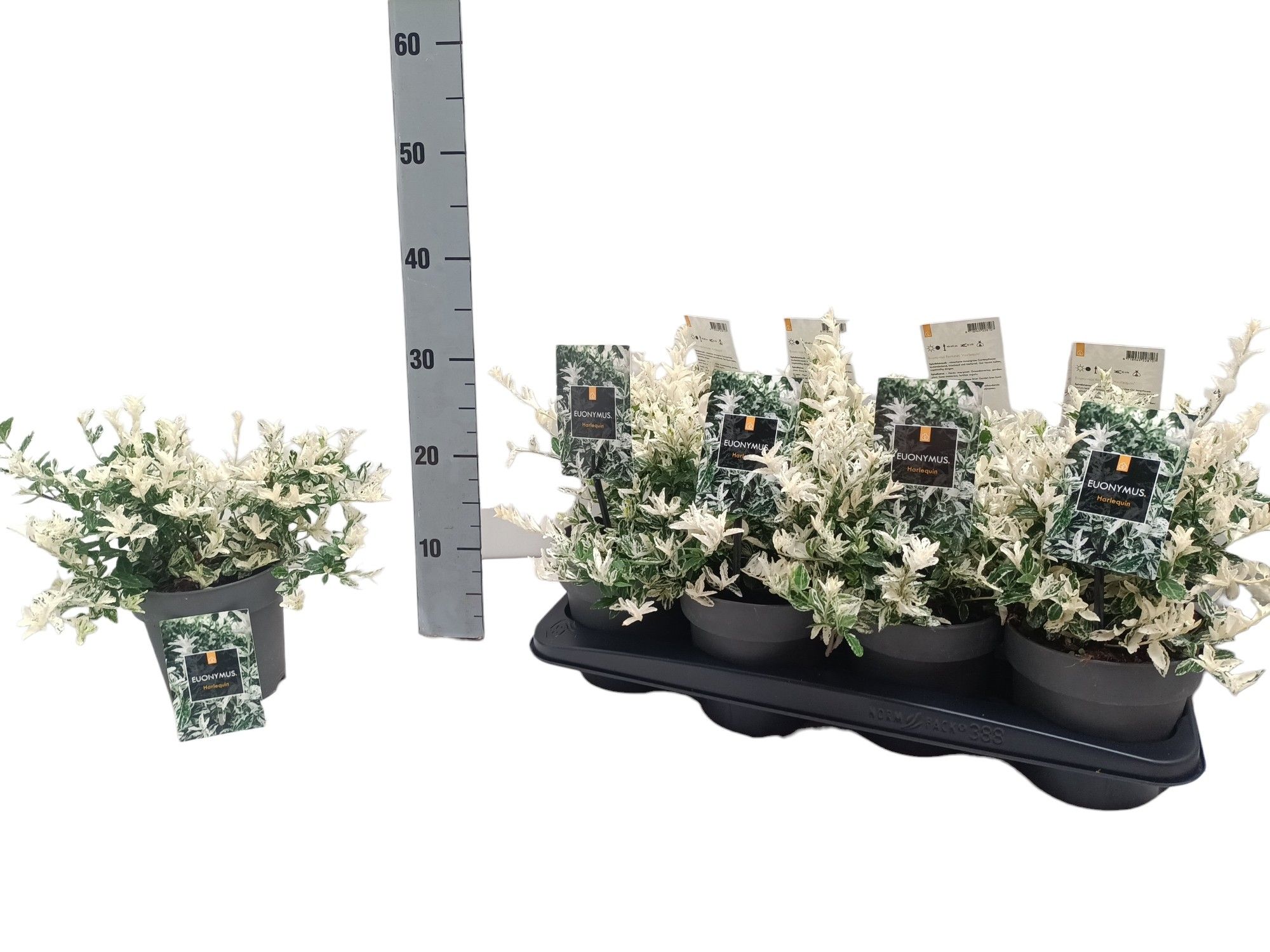 Euonymus fortunei 'Harlequin' P15, D 15