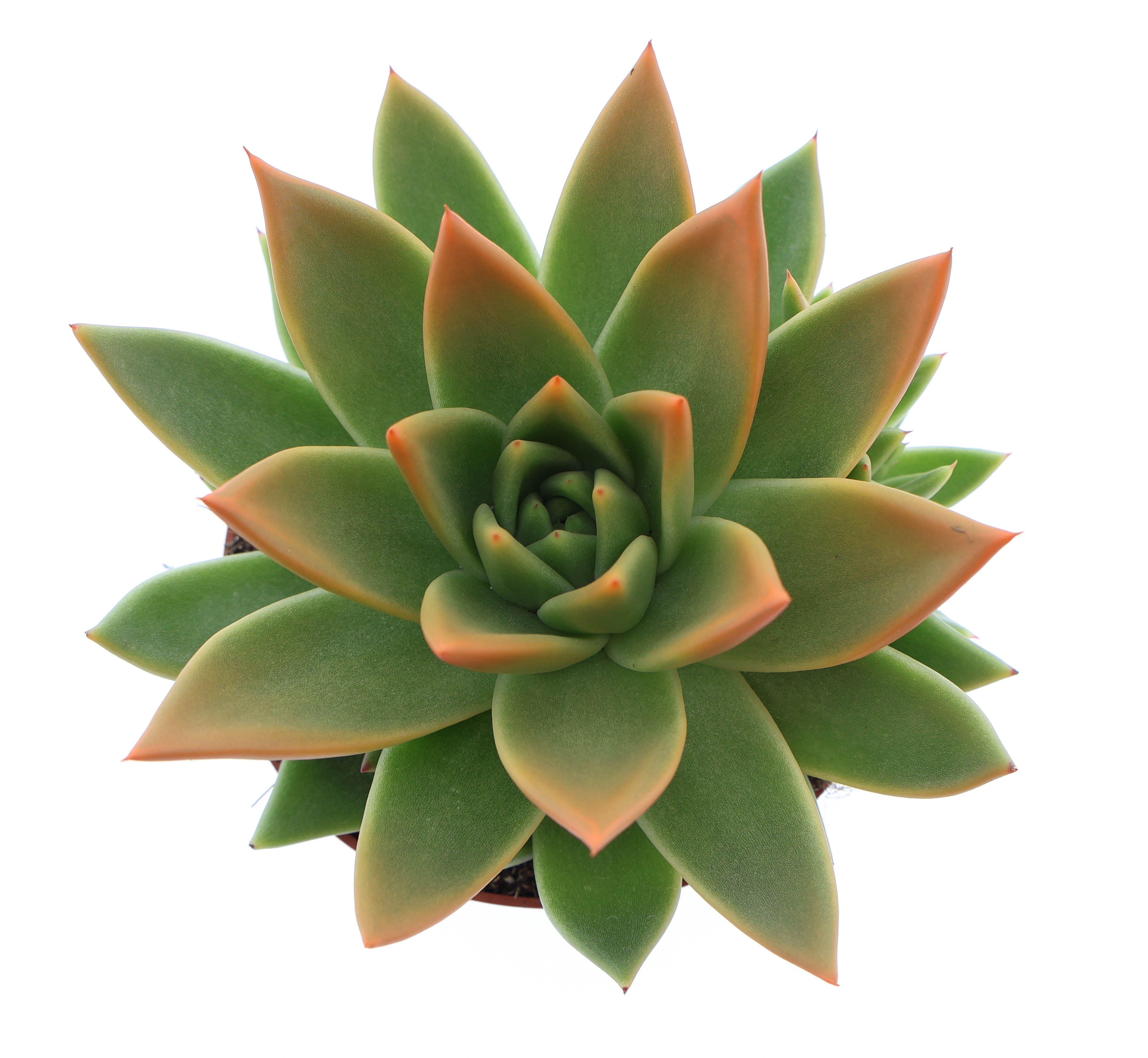 Miranda tips orange, D 10,5