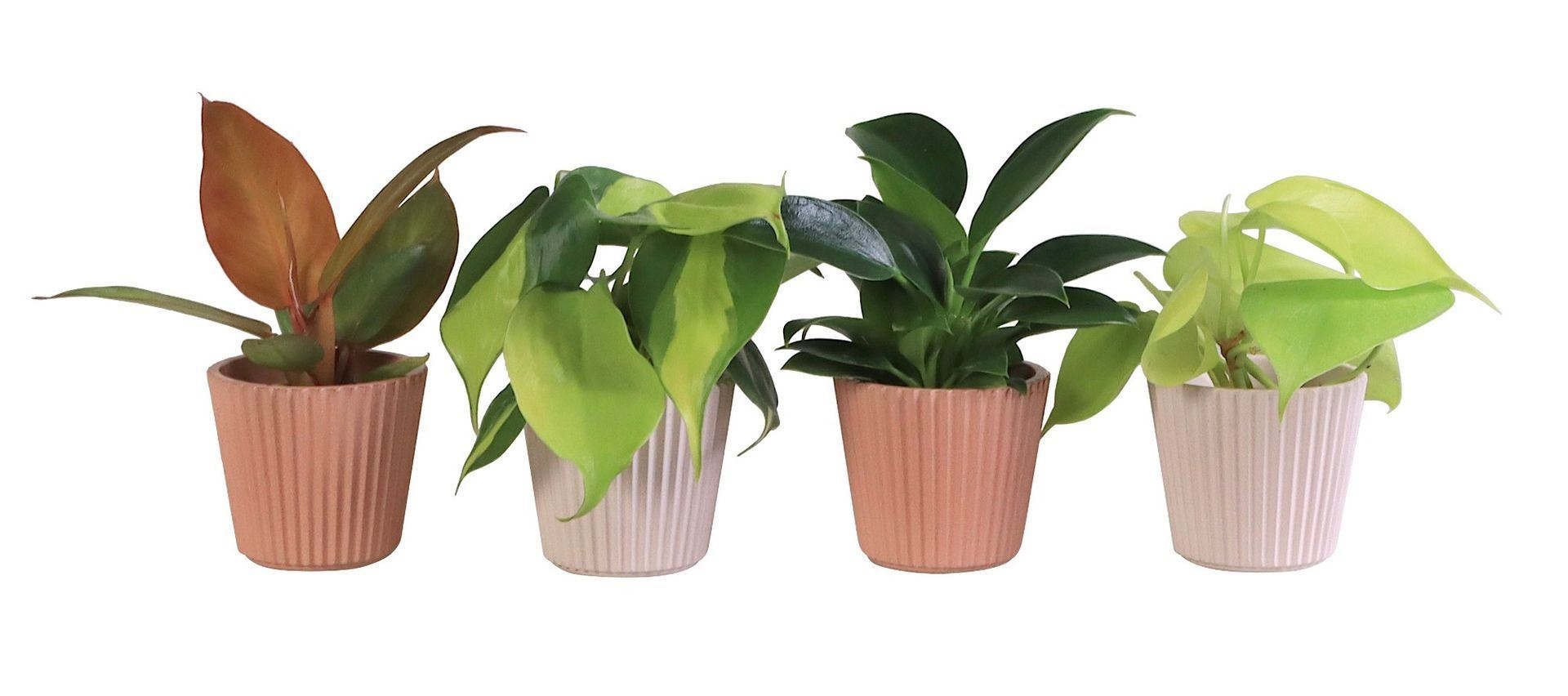 L 65928 with Philodendron Mix 6 cm, D 6