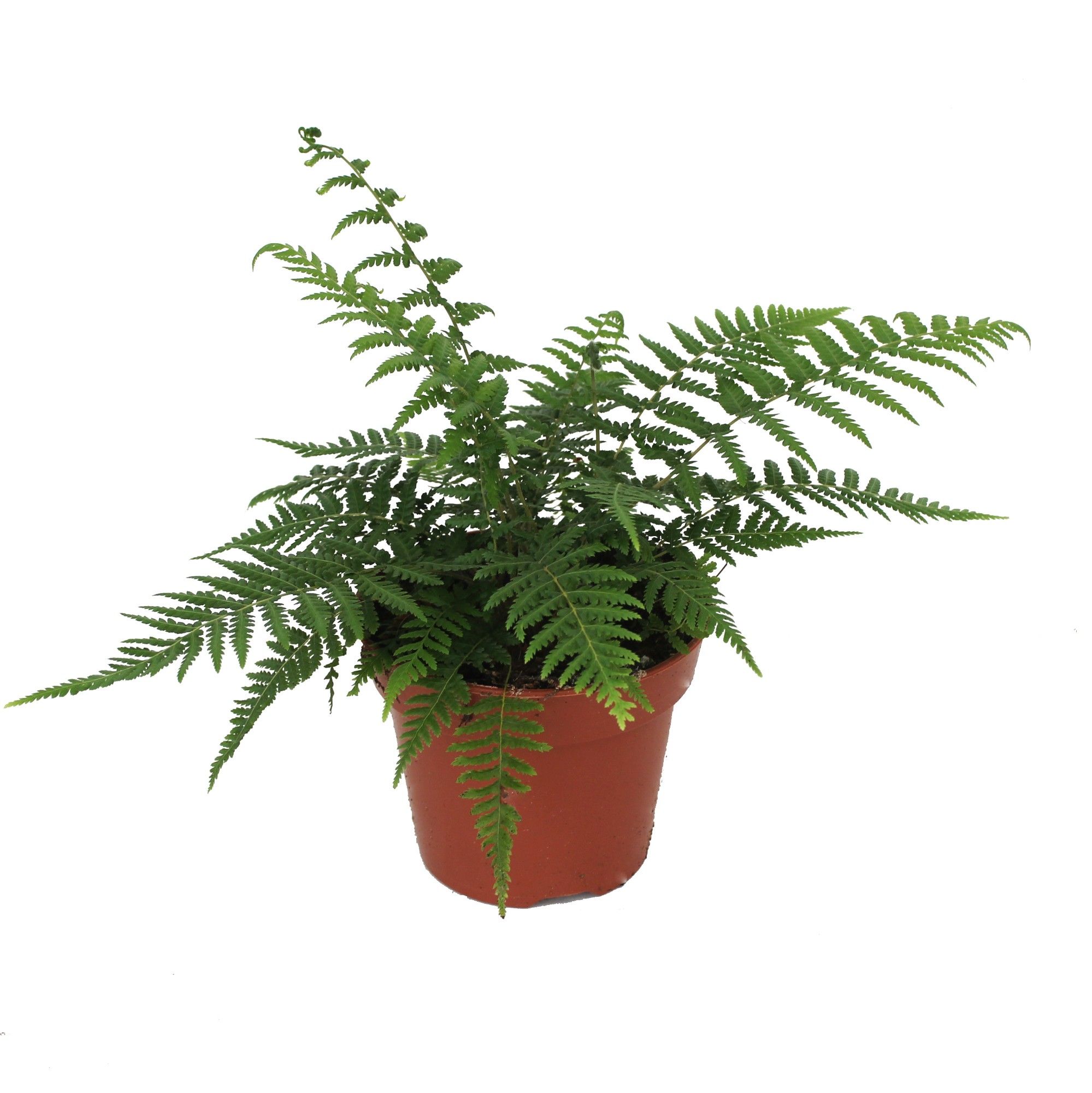 Dicksonia Antarctica (Tasmaanse Boomvaren), D 17