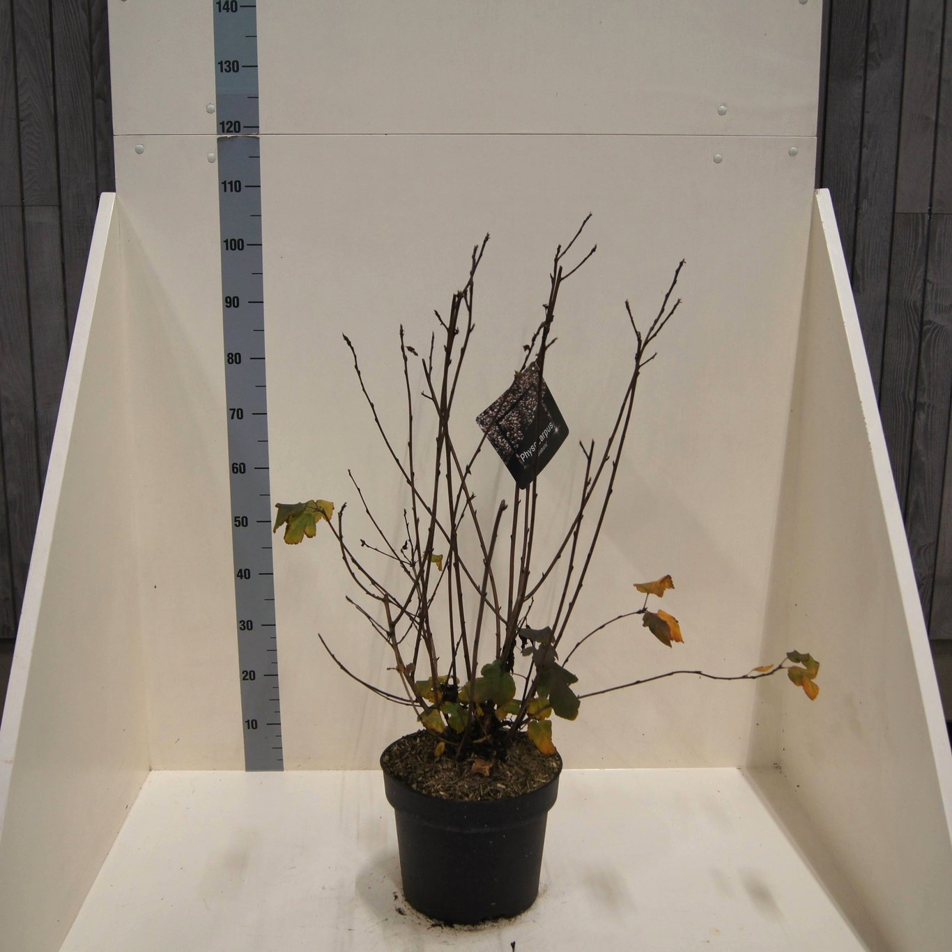 Physocarpus op. 'Diabolo', D 28