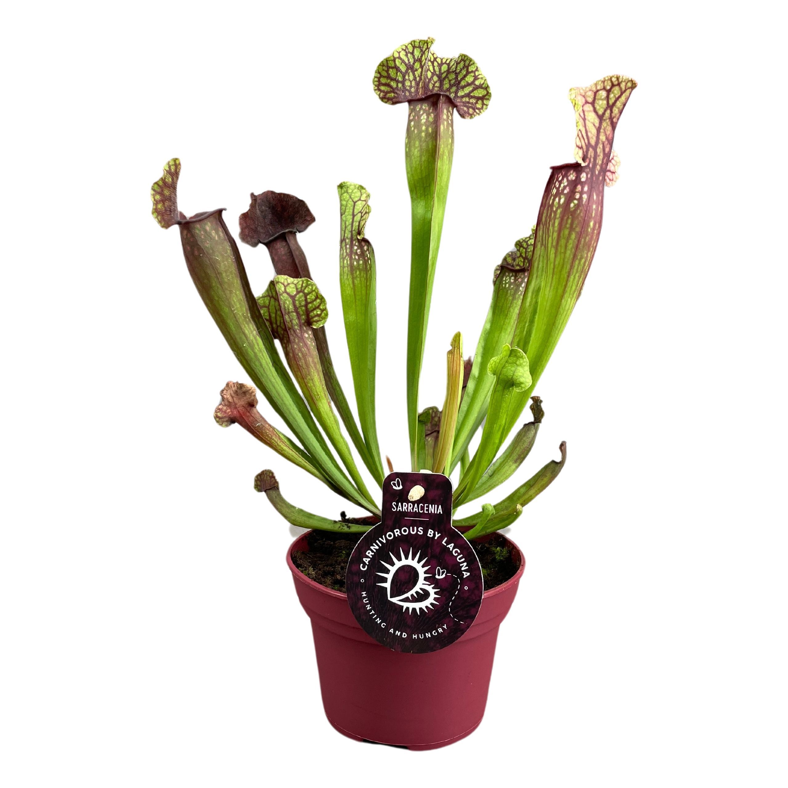 Sarracenia Judith Hindle 12 cm, D 12