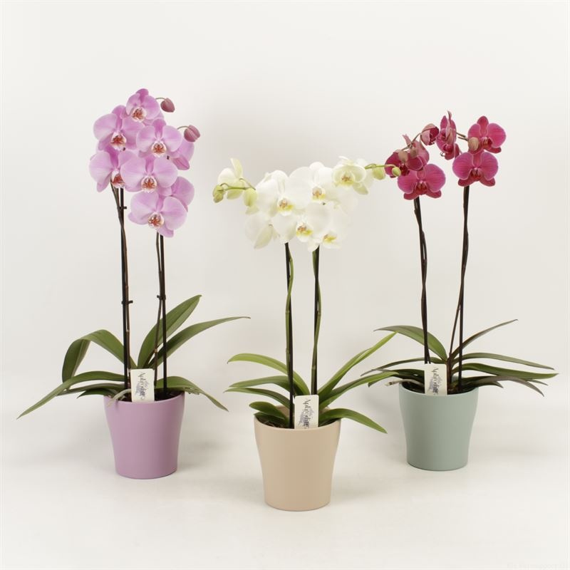 Phalaenopsis gemengd 2 tak mix in Moederdag keramiek, D 12