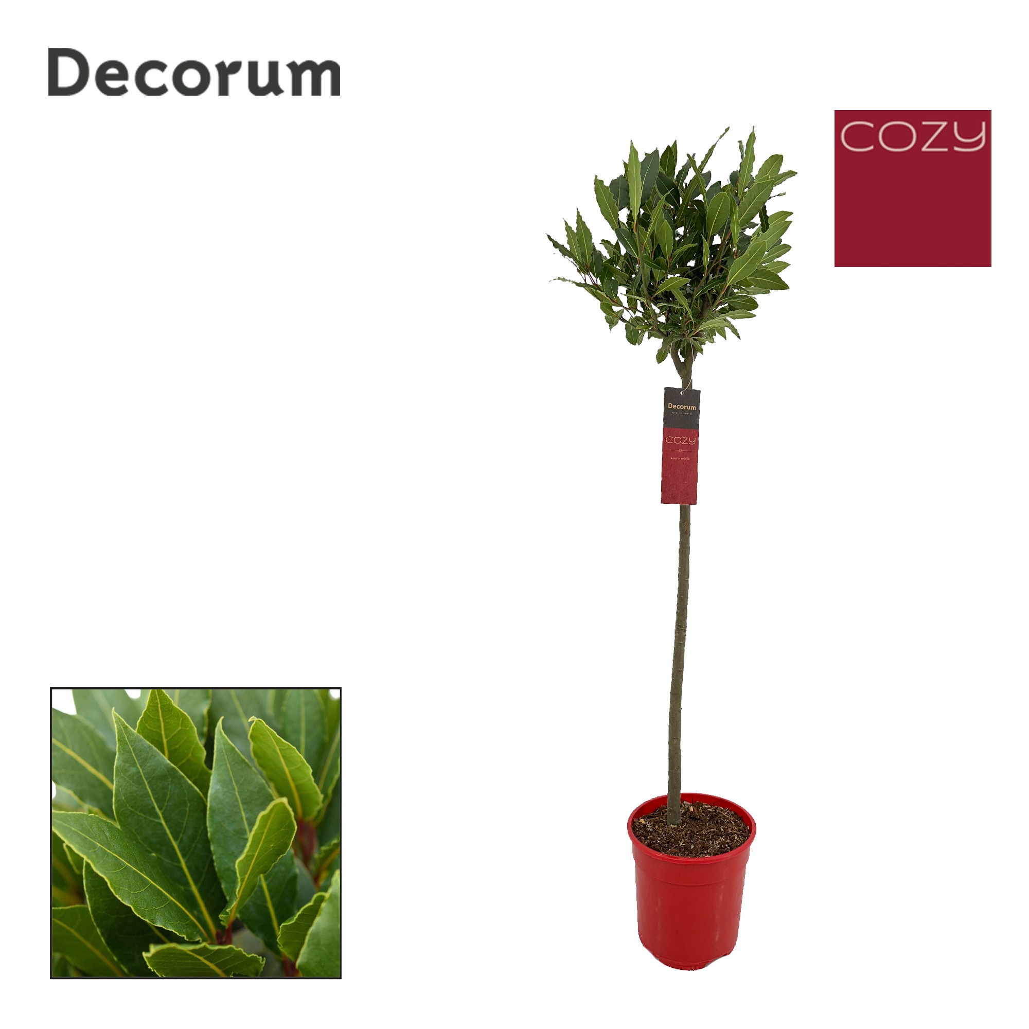 Laurus nobilis Bol op stam, D 20