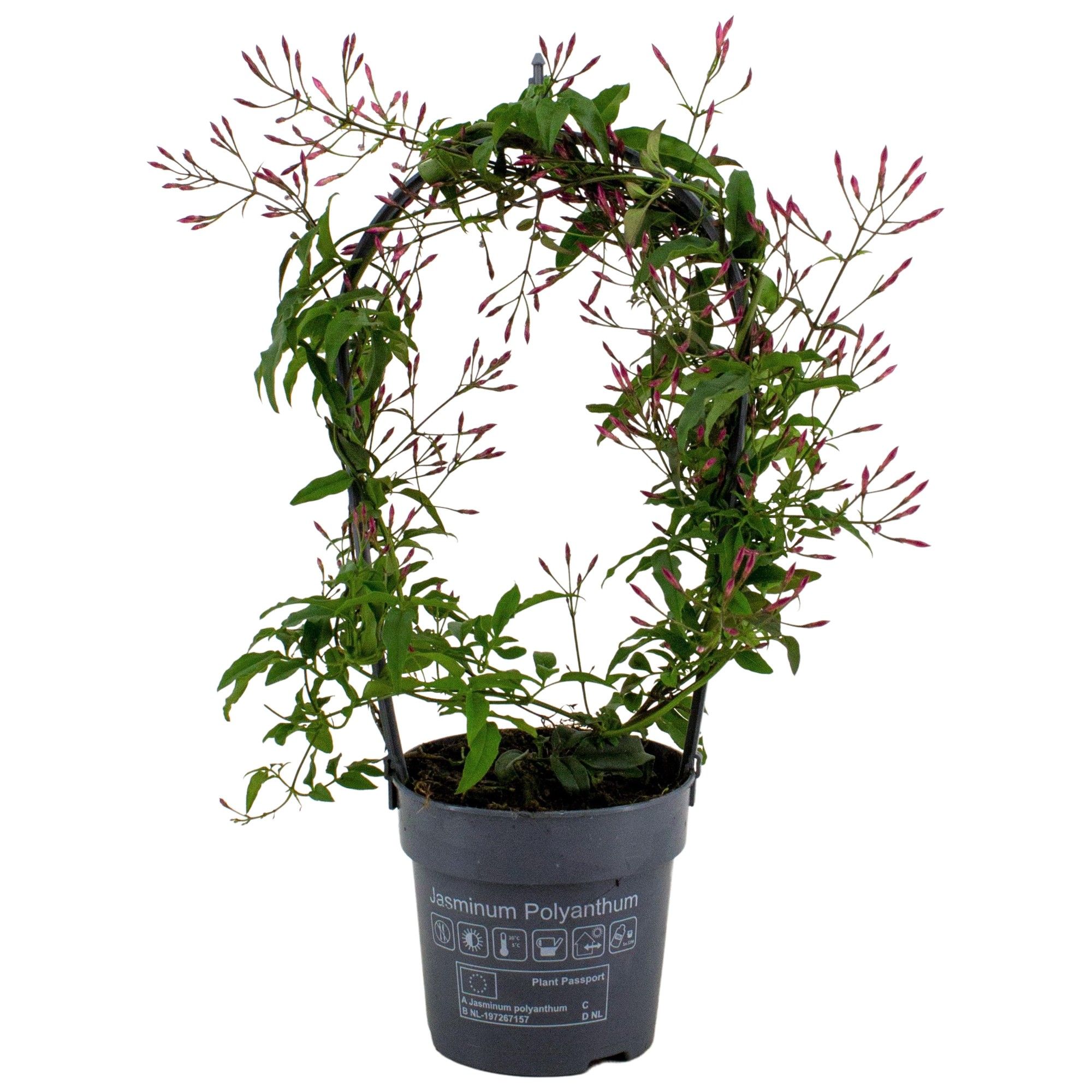 Jasminum Passion Dark Pink boog 150 knop p12 (Jasmijn), D 12