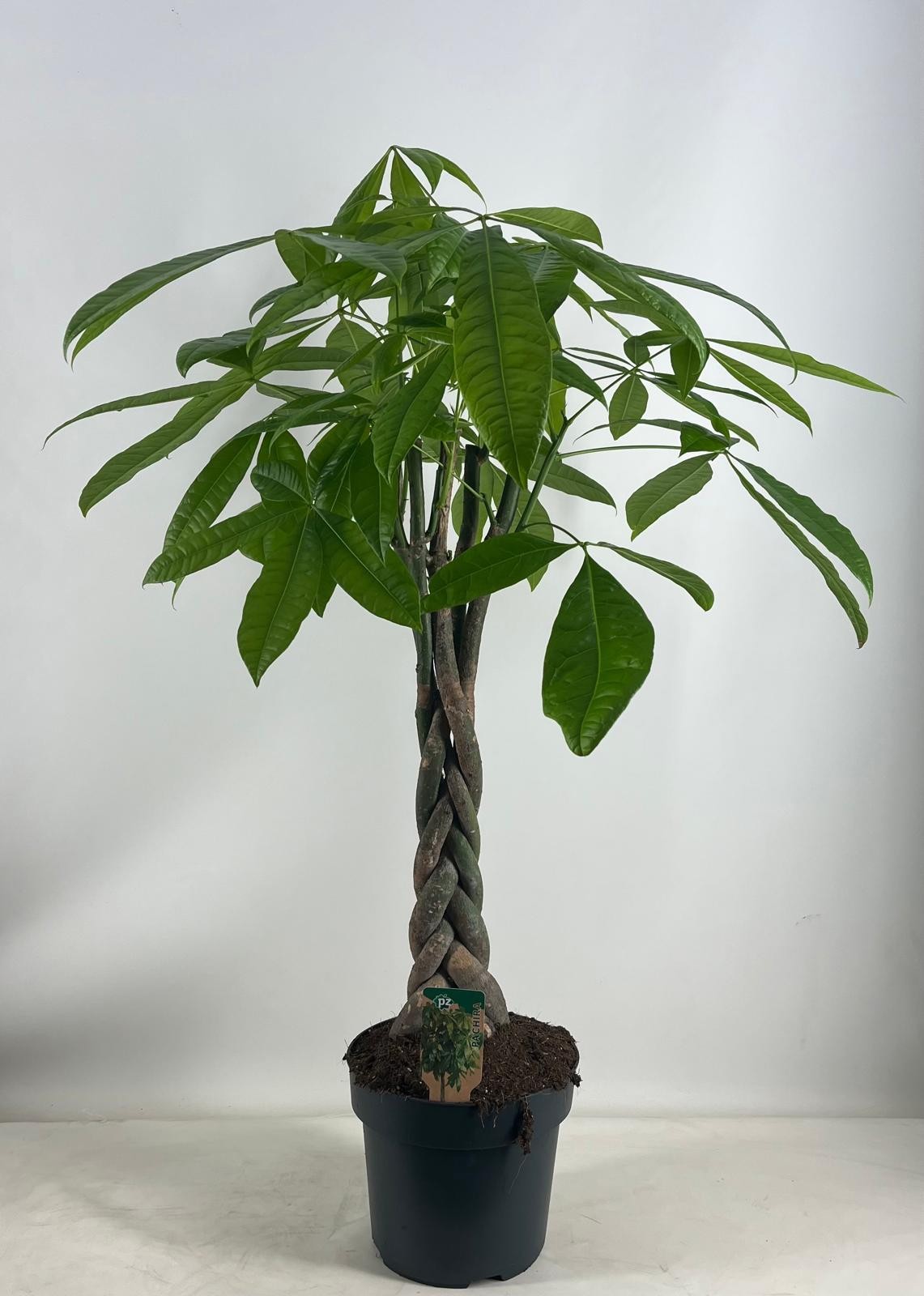 Pachira pot 24, D 24