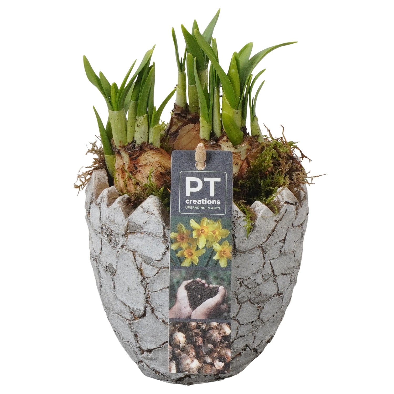 PTNP4470 Arrangement Narcissus Easter in beton ei, D 12