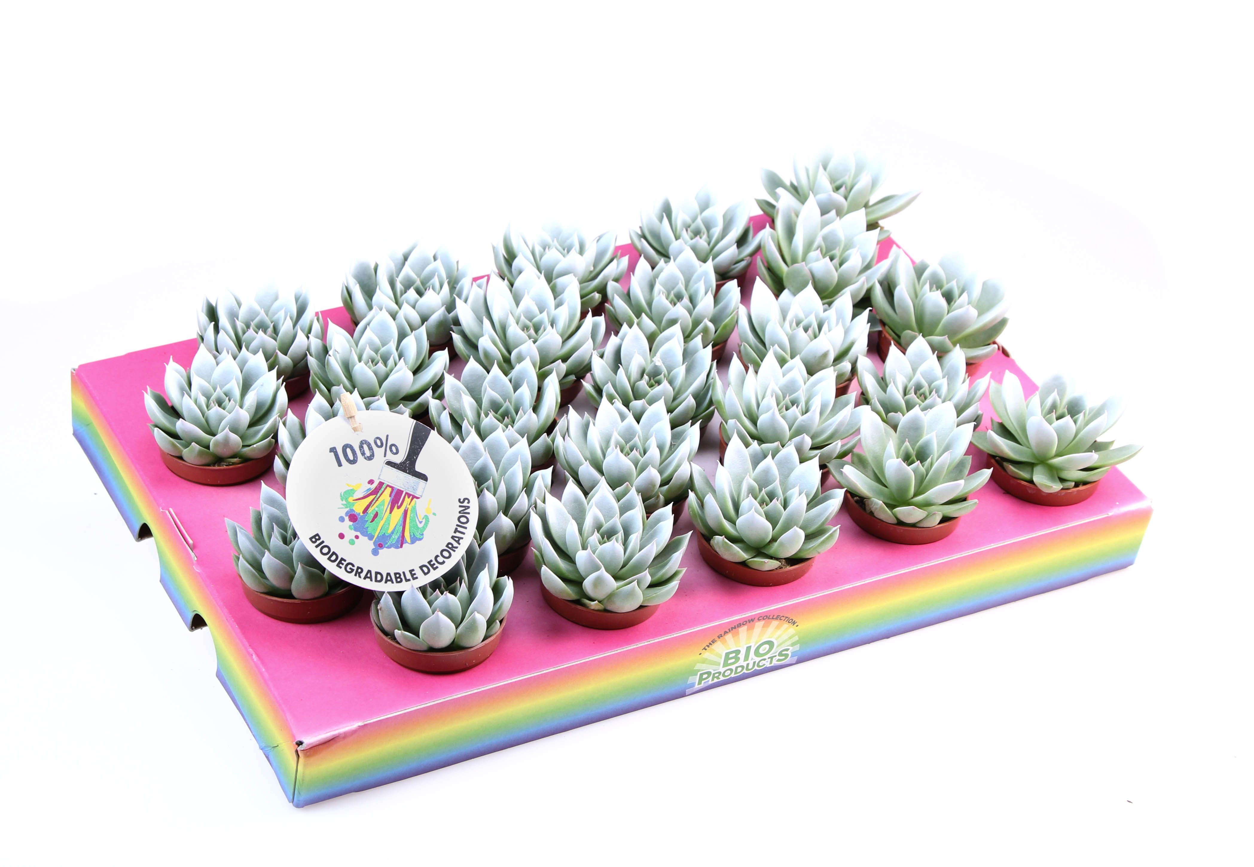 Miranda white tips, D 5,5