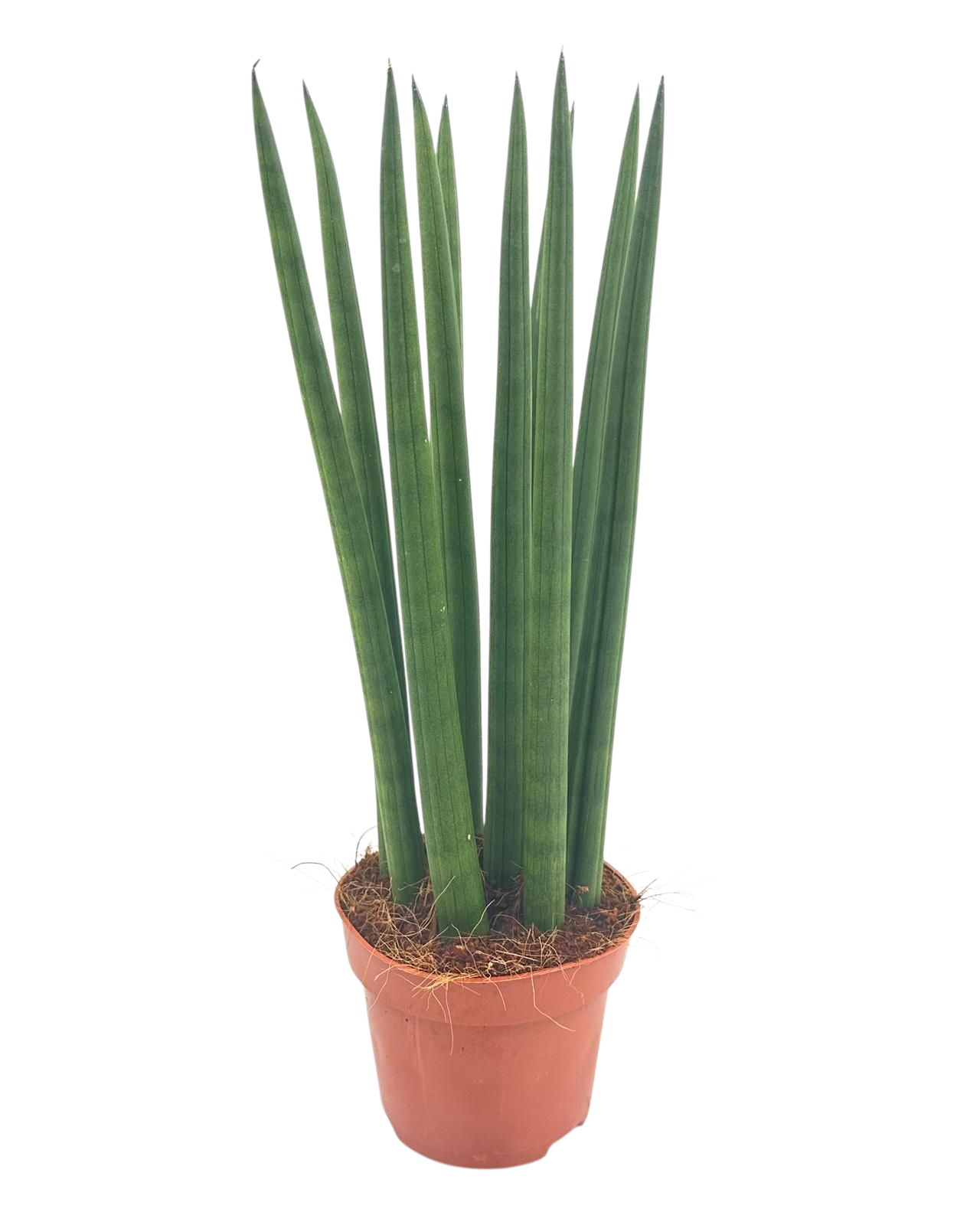 Sansevieria Cylindrica straight 12 cm, D 12
