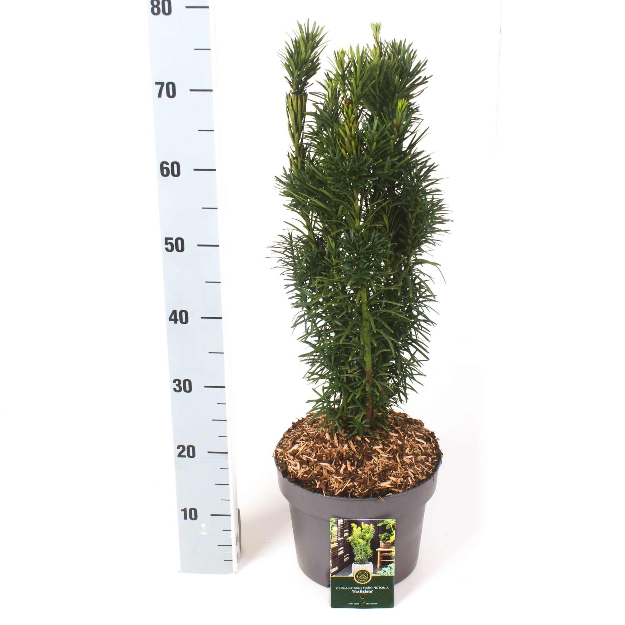 Cephalotaxus h. 'Fastigiata', D 23