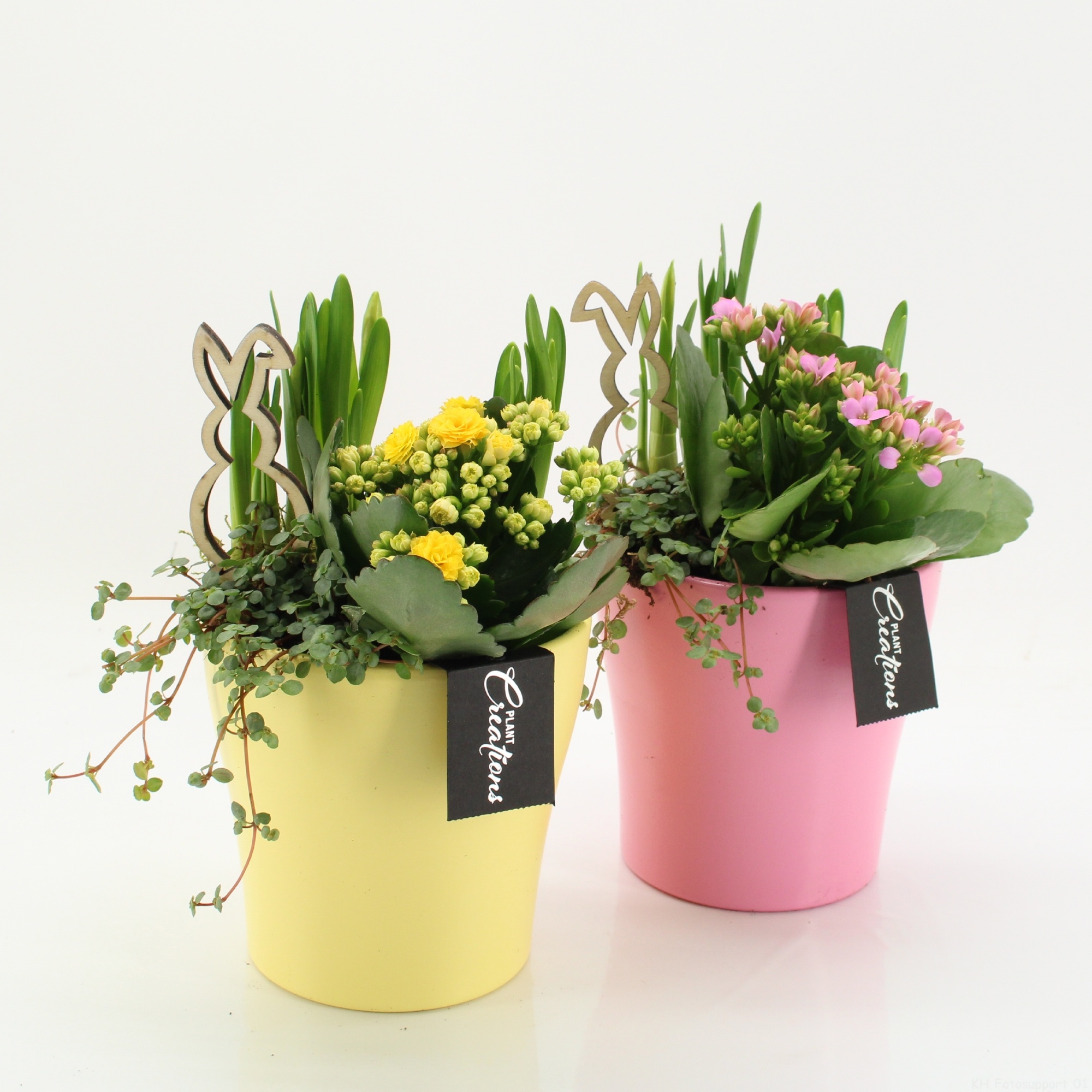 PNCR-2611M Paas narcis creatie, D 14