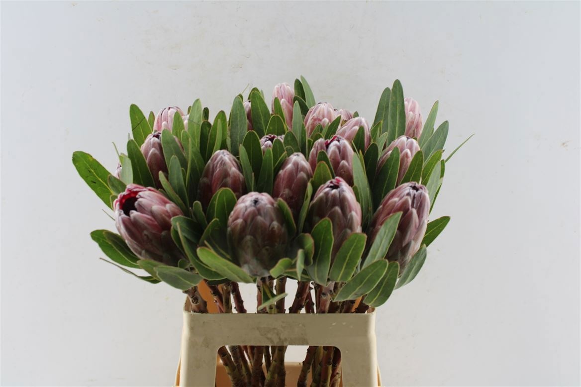 Протея Пинк Айс 60 (ярко-роз.), шт.