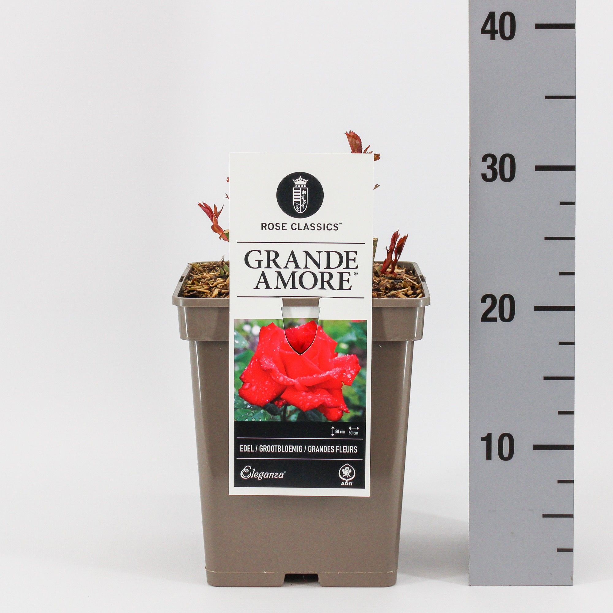 Rosa (TH) Grande Amore ®, C5, D 23