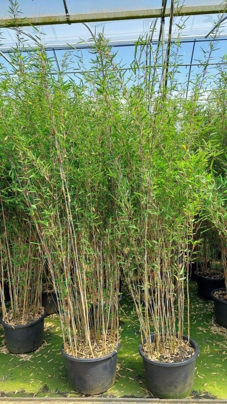 Fargesia nitida 'Gerry', D 48