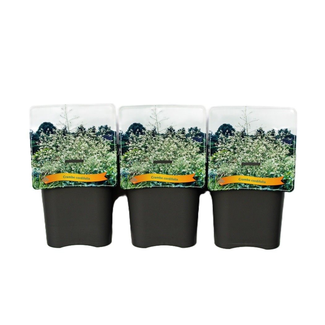 Crambe cordifolia C5, D 21