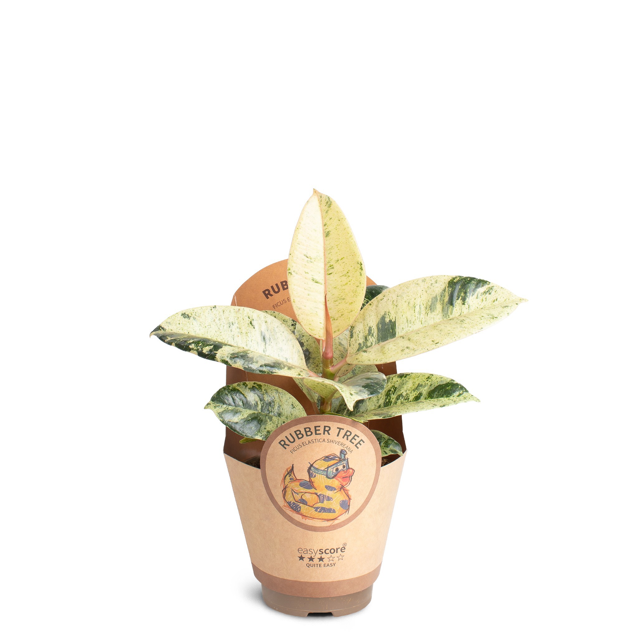 Ficus elastica 'Shivereana', D 9