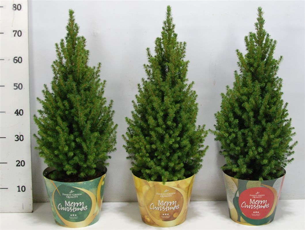Picea gl. 'Perfecta', D 23