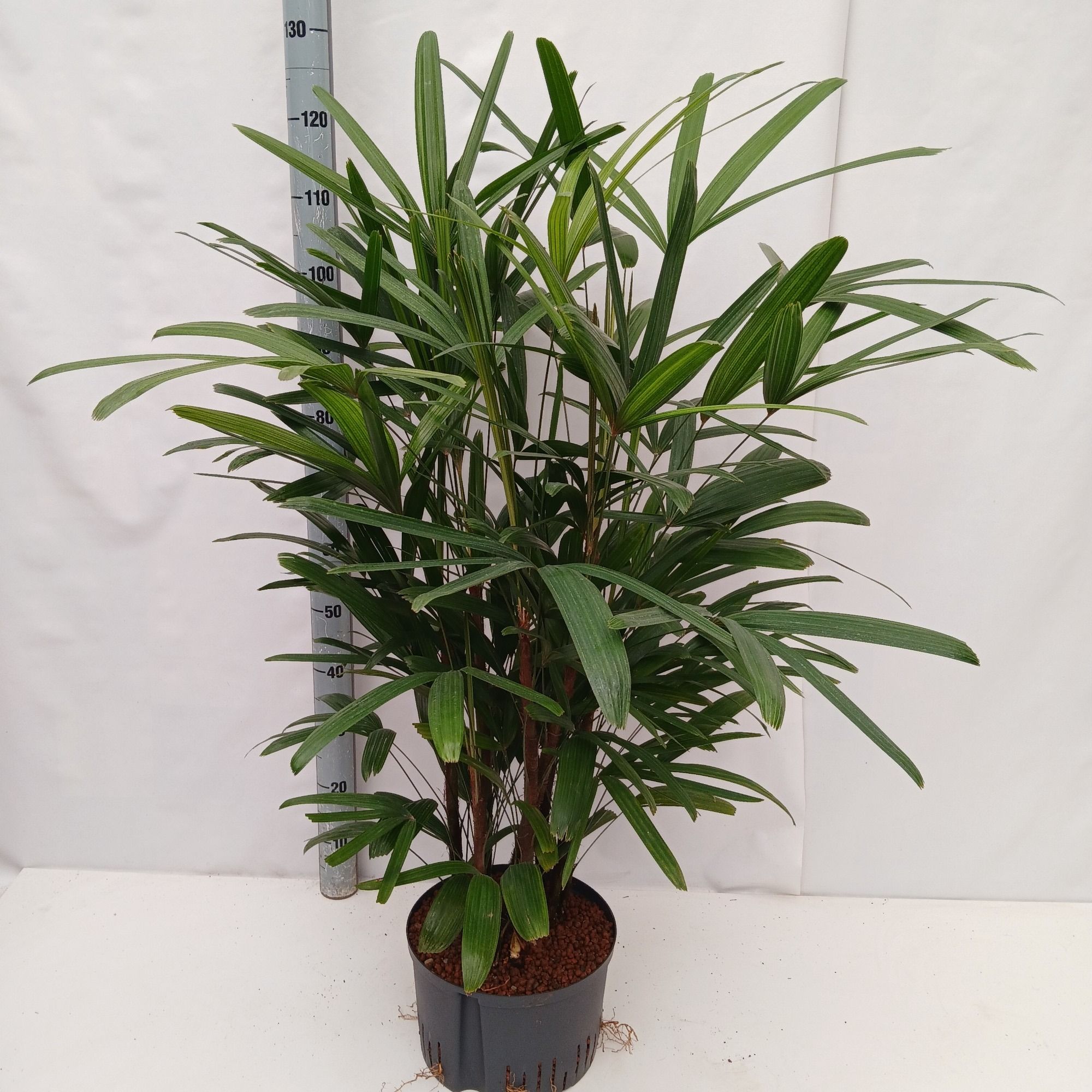 RHAPIS EXCELSA HY, D 28