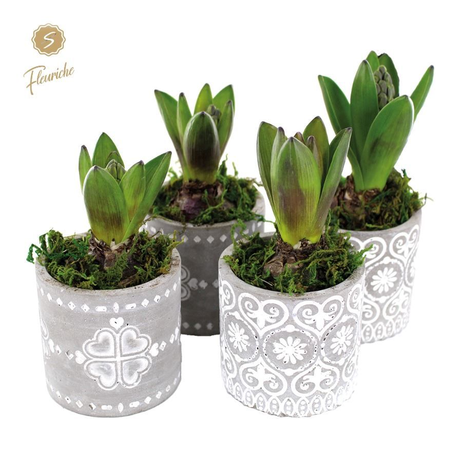 (1915) Hyacint Verona [M] 1PP Mos, D 9