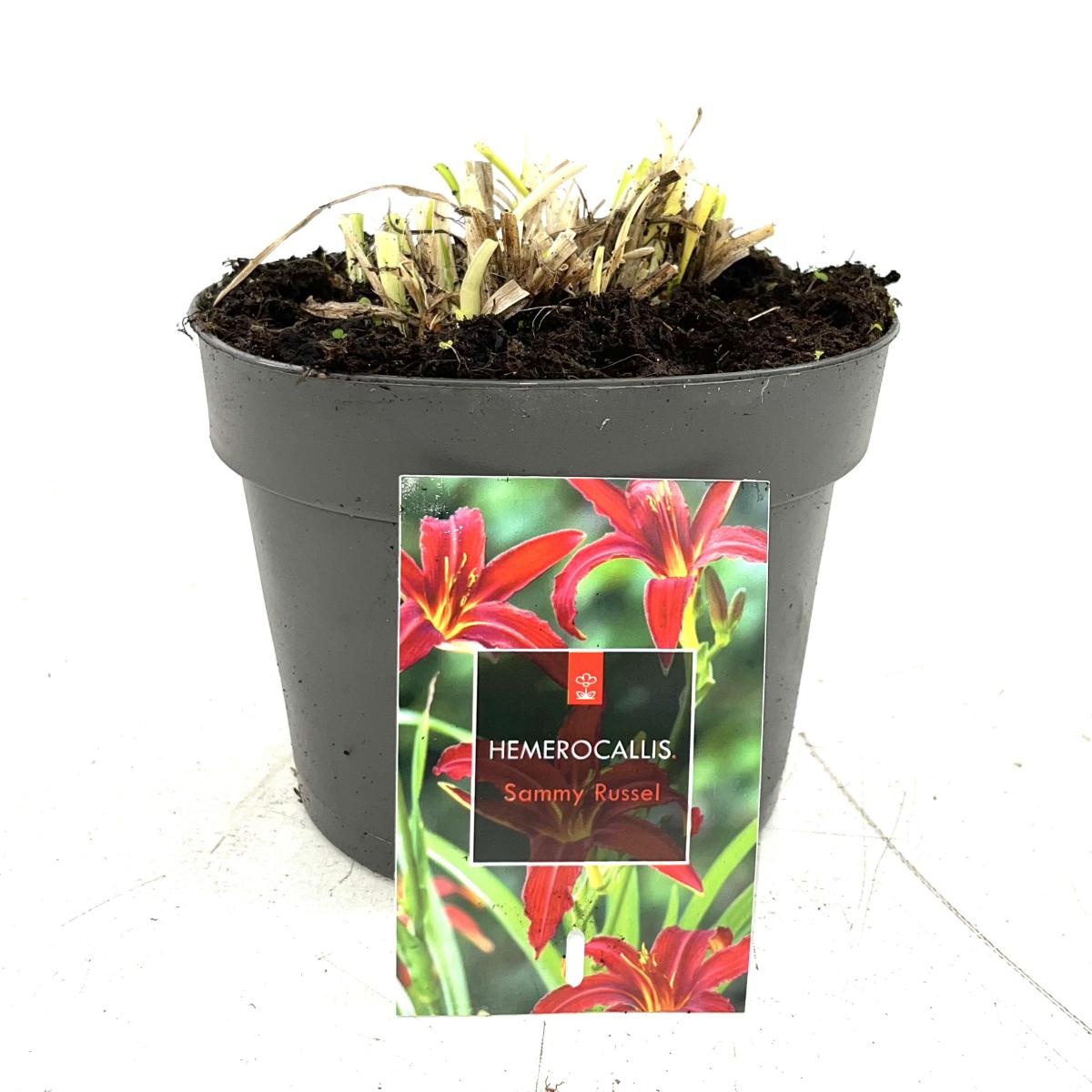 Hemerocallis 'Sammy Russell', D 17