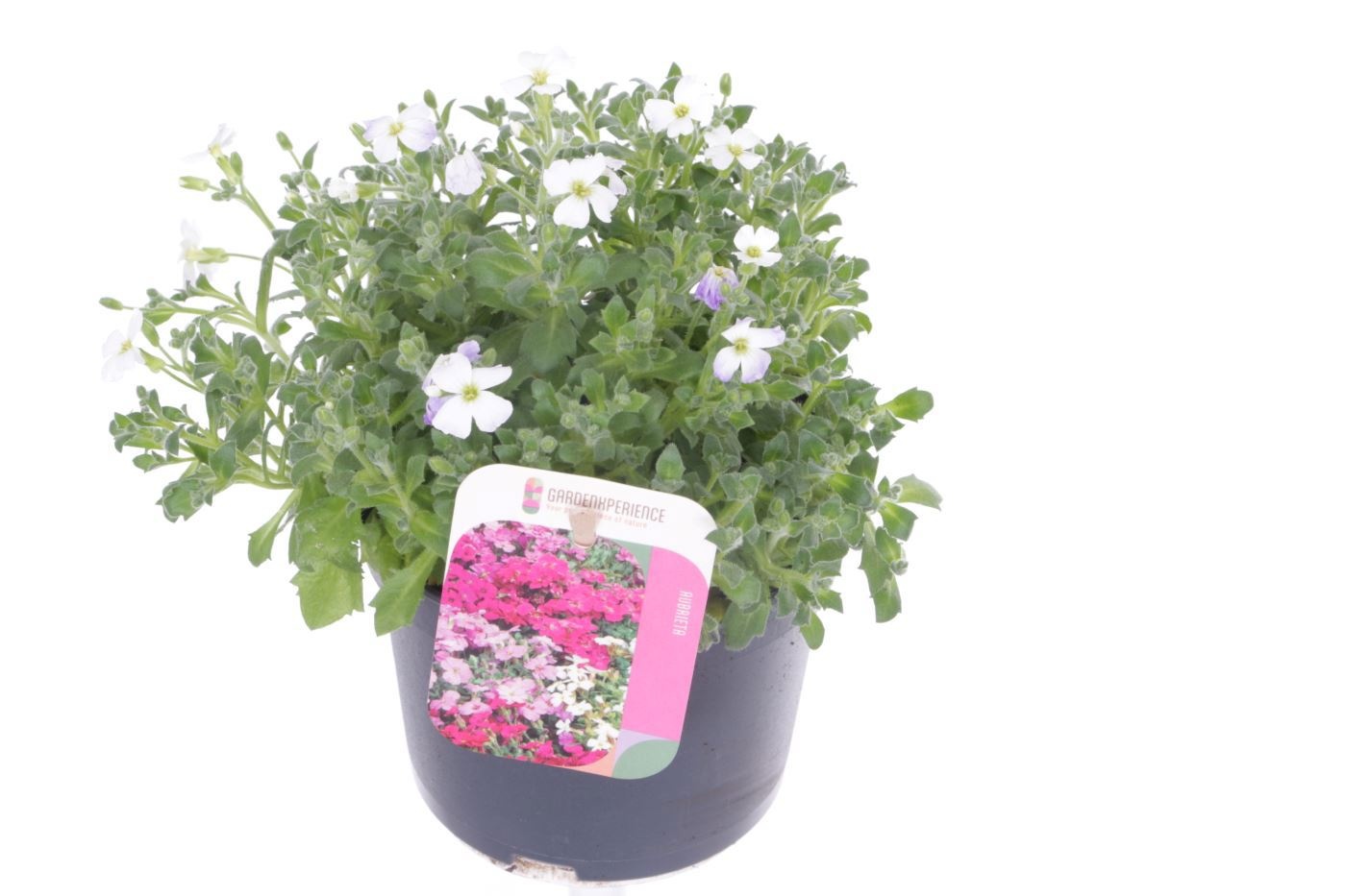 Aubrieta Little Gem, D 13