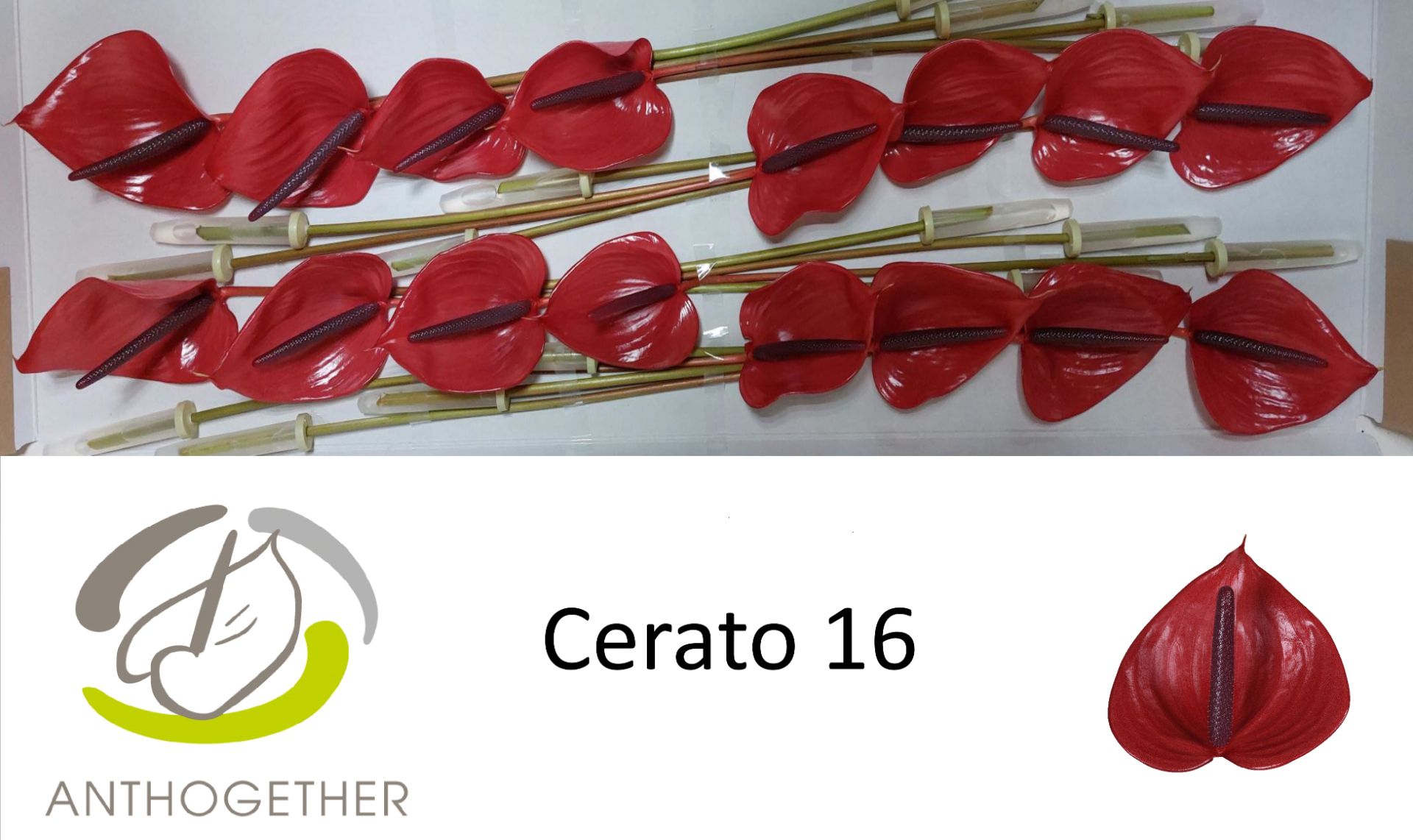 Антуриум Черато (красн.) x16, шт.