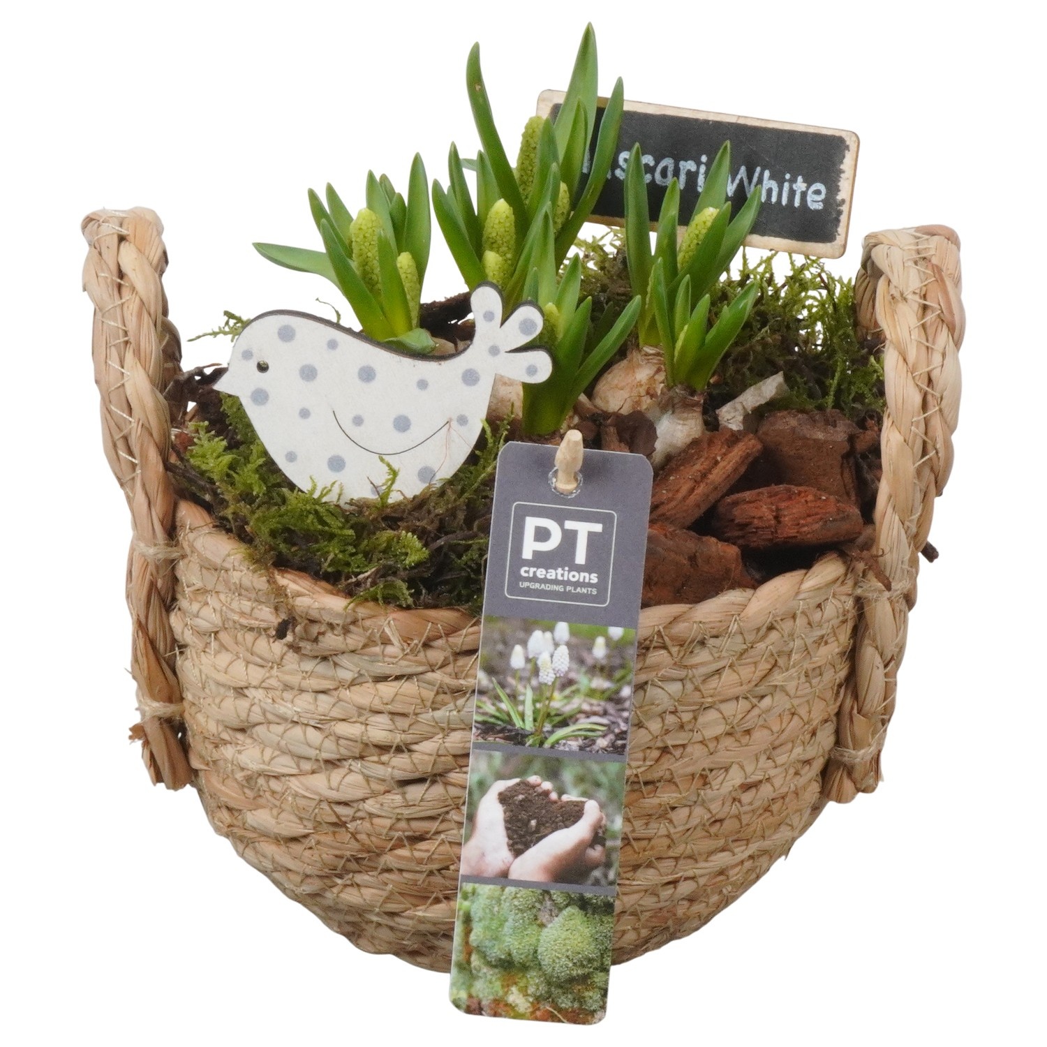 PTWMB8127 Arrangement Muscari White in riet mand, D 15