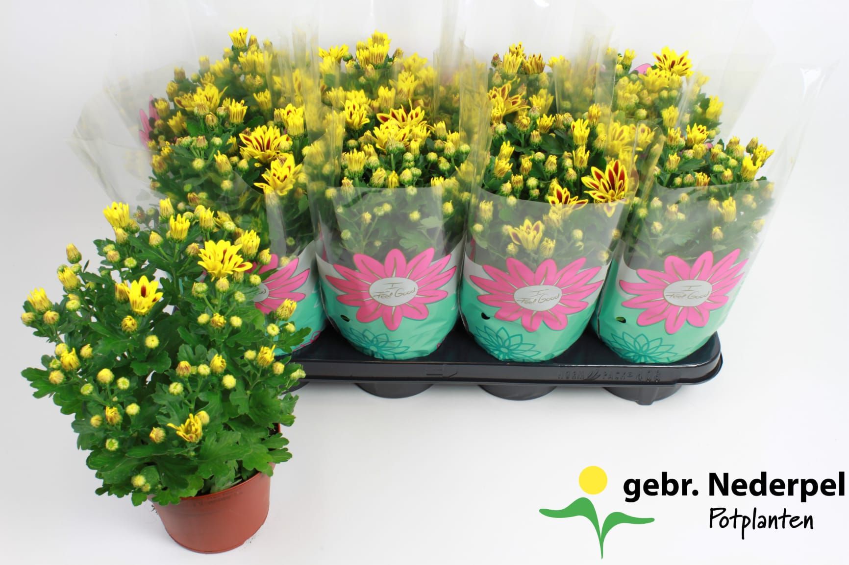 Chrysant Lake Worth Stadium 1, D 14