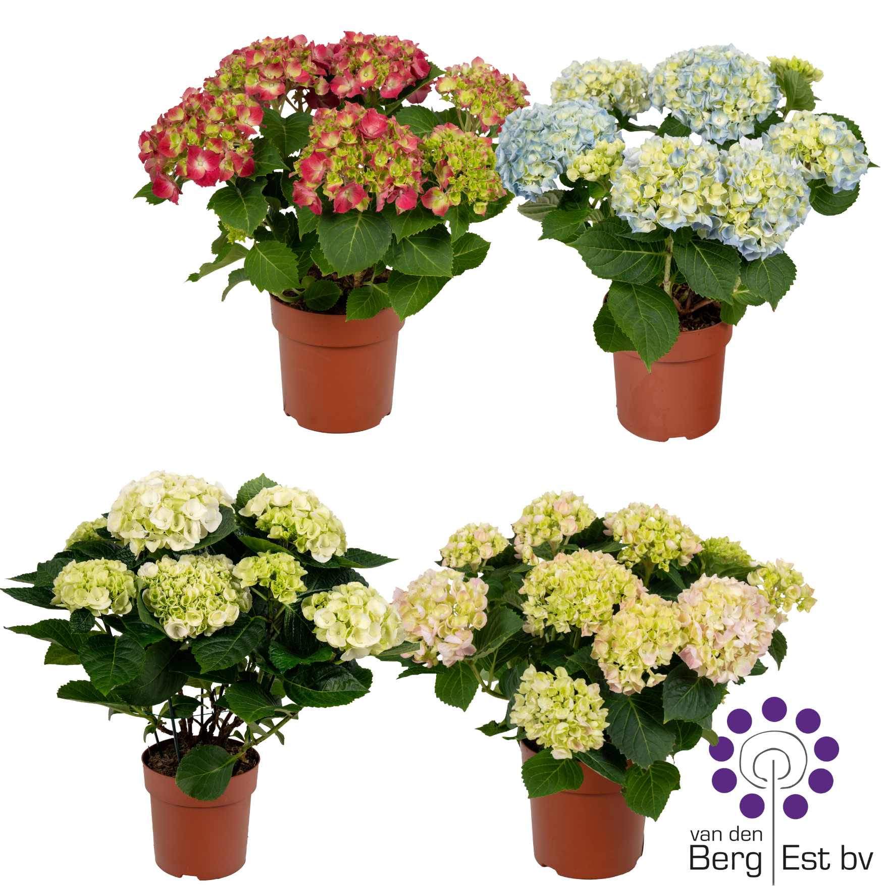 Hydrangea mix 5/6, D 14