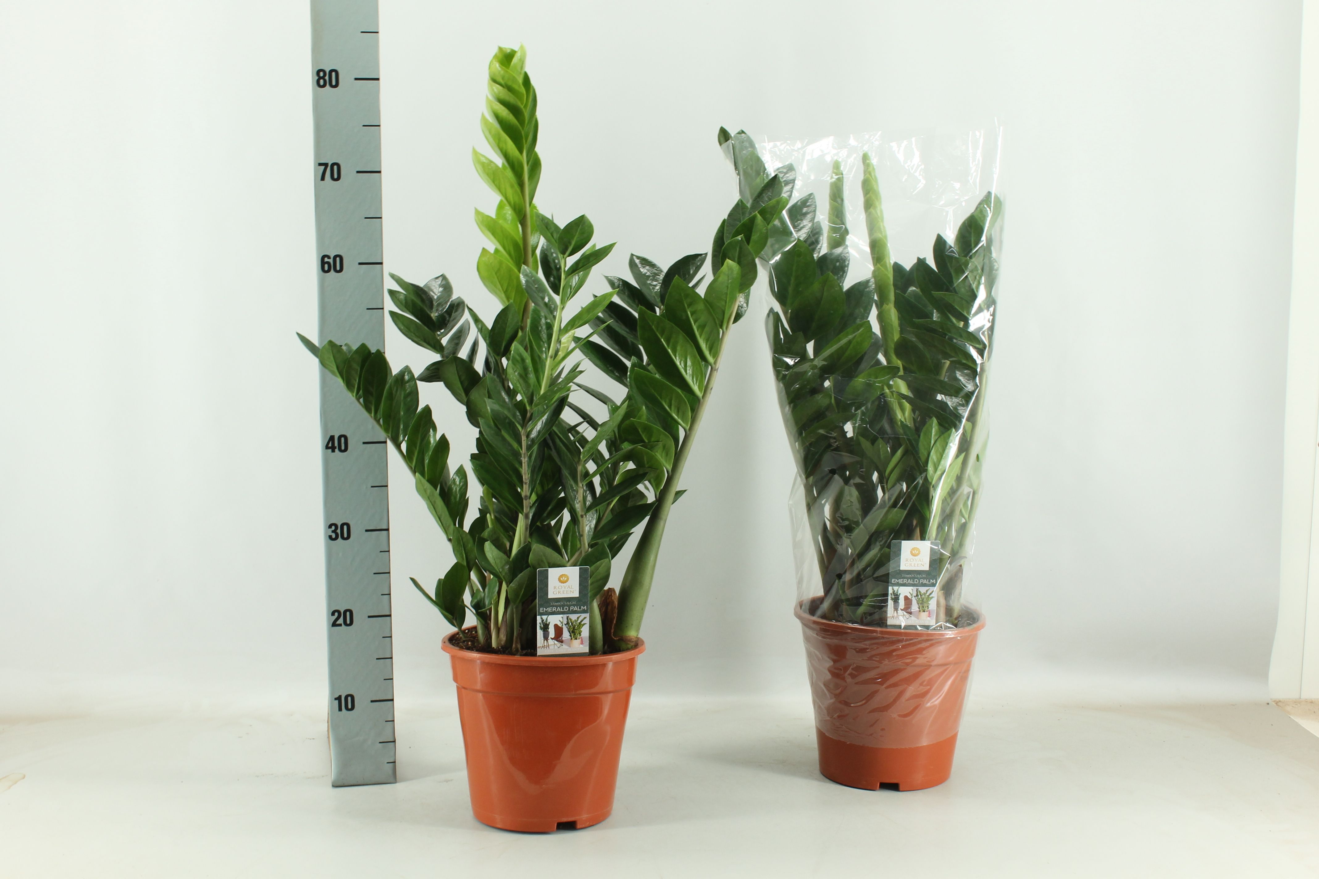 Zamioculcas 21cm, D 21