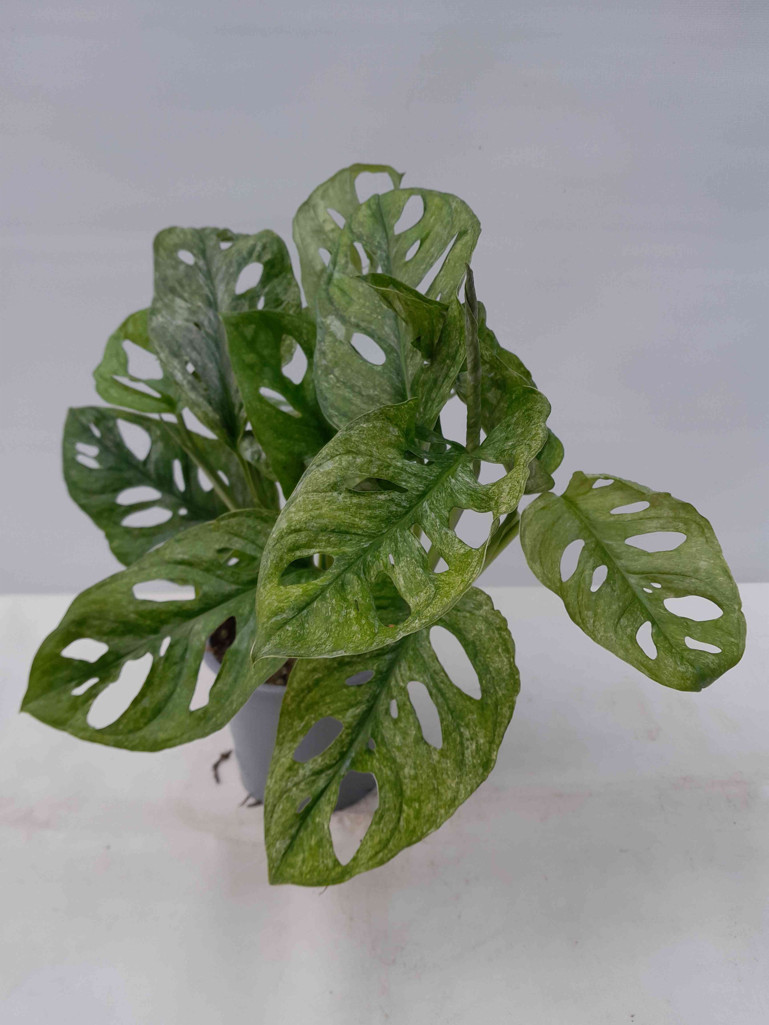 MONSTERA ADANSONII 'Mint', D 12
