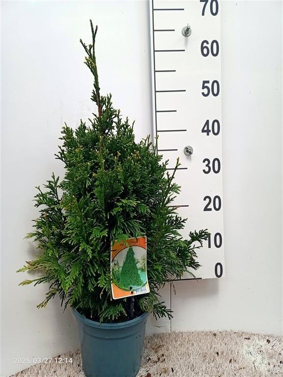 Thuja plicata 'Can-Can', D 19