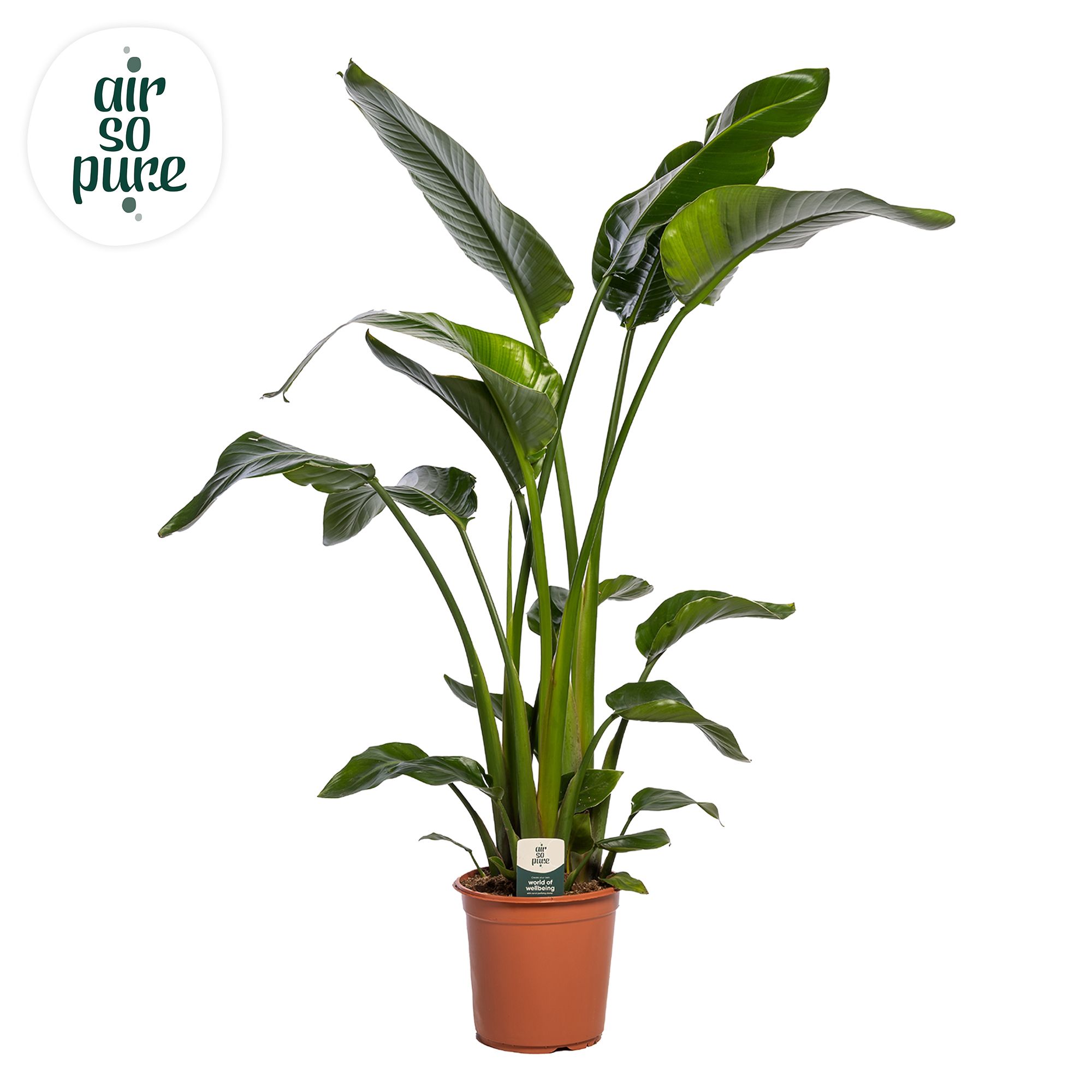 Strelitzia Nicolai p24 (Air so Pure), D 24