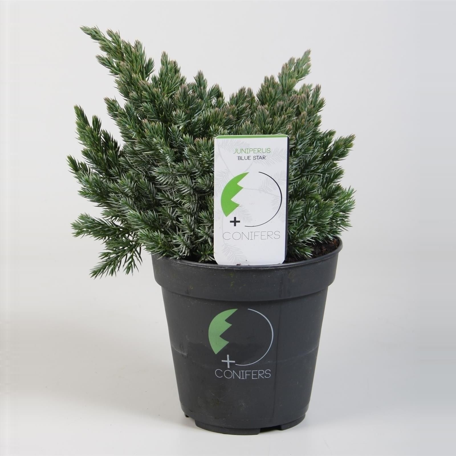 Juniperus squamata 'Blue Star', D 13