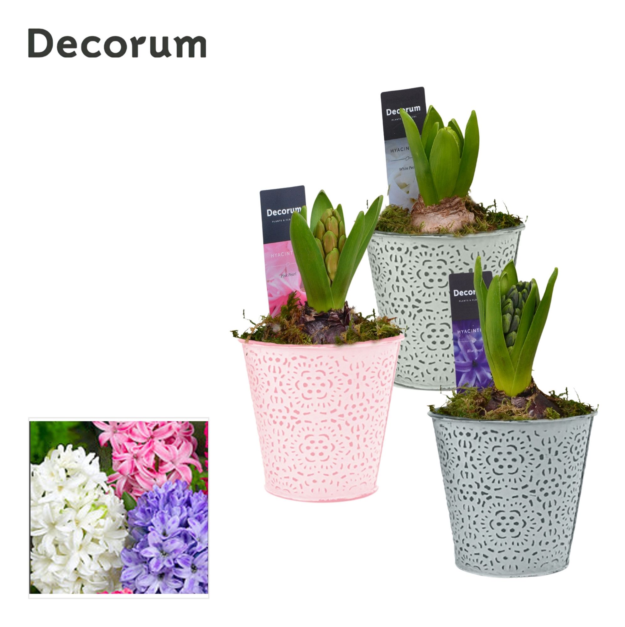 Hyacint Blooming HL14690 [LOVELY COLORS], D 10