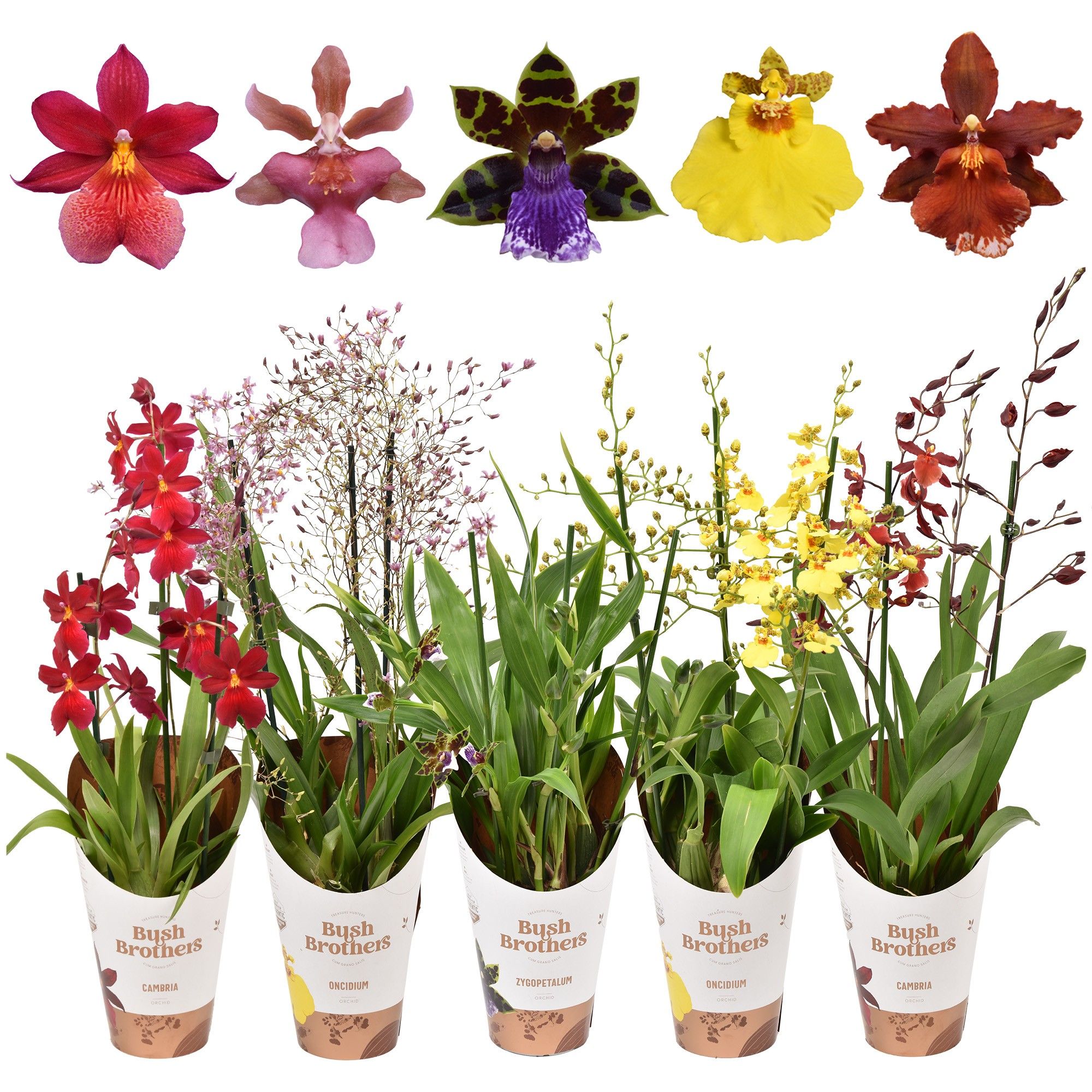 Orchideeën mix 3 tak 12 cm, D 12