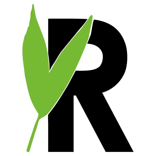 Livistona chinensis 3 pp, D 24