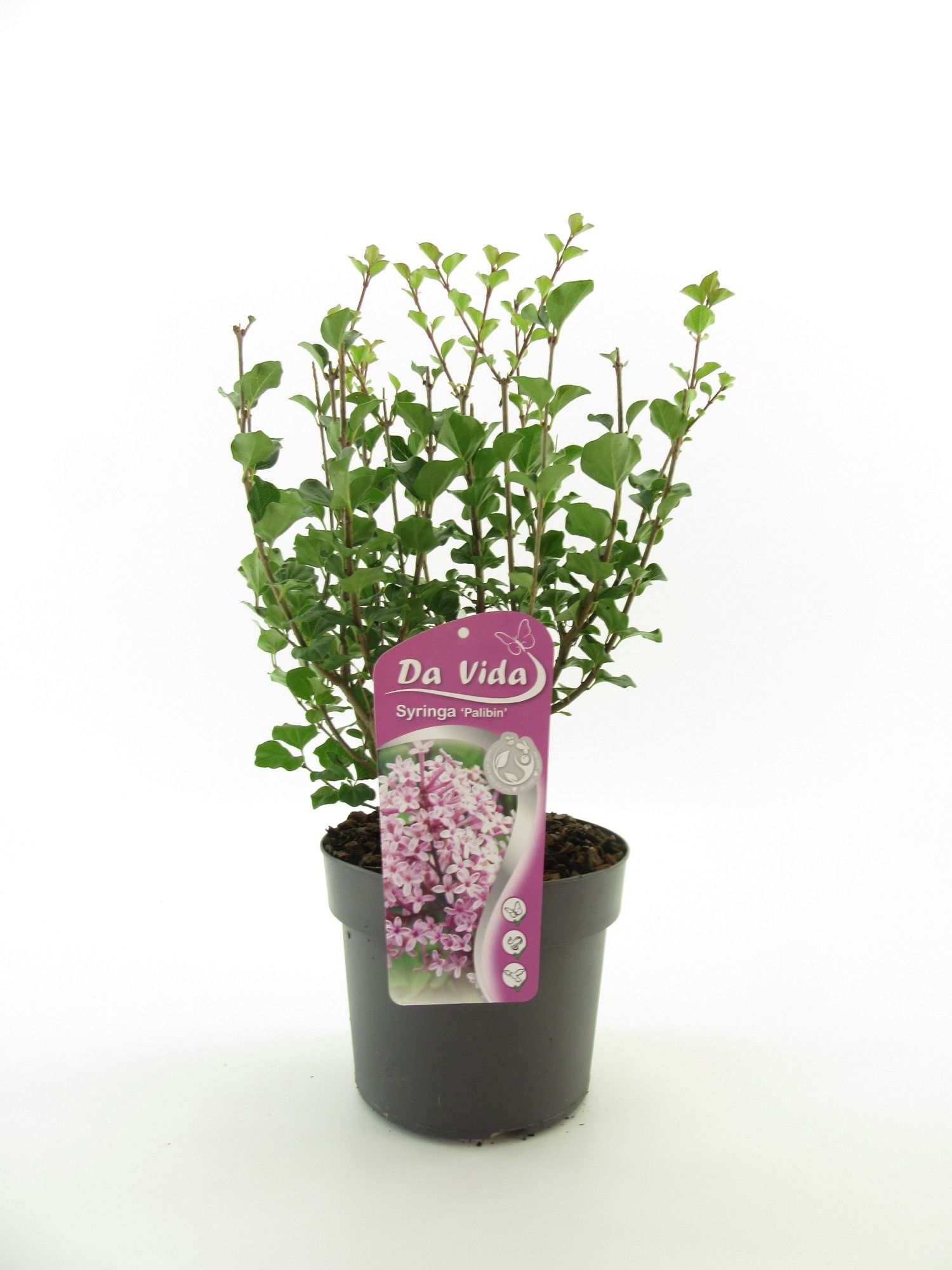 Syringa mey. Palibin, D 19