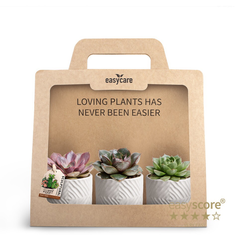 GREEN MIX 30690136 3-Pack Dune, D 7