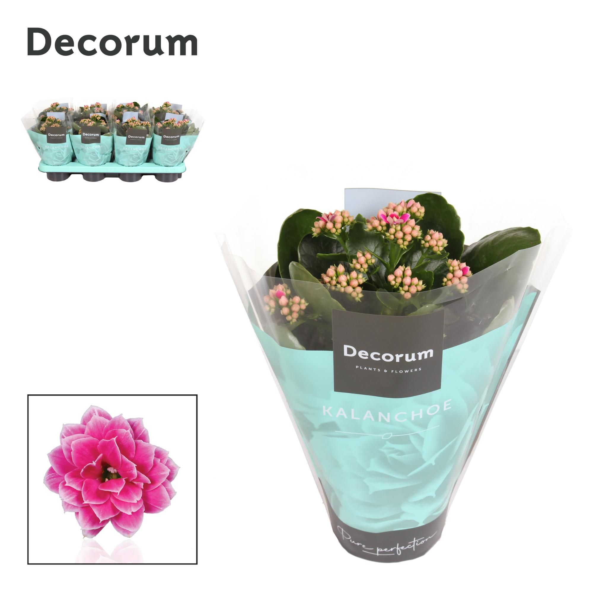 Kalanchoe Decorum - Serenity Purple White, D 12