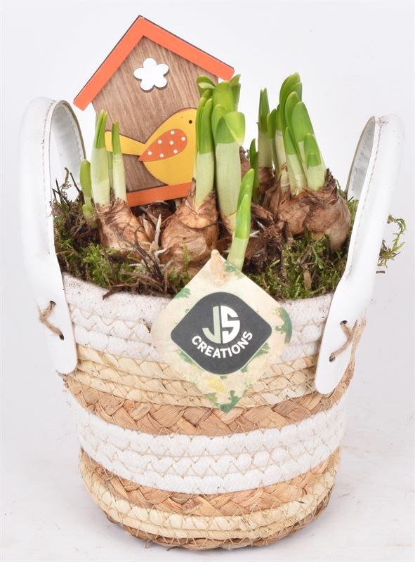 Maismand met oren Dia 13, D 12