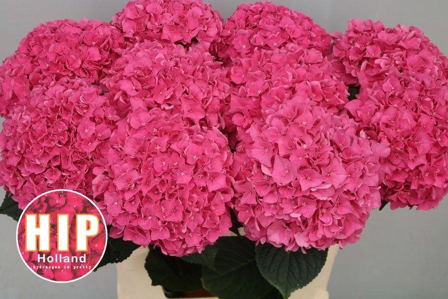 Гортензия Родео Рэд 80, шт.