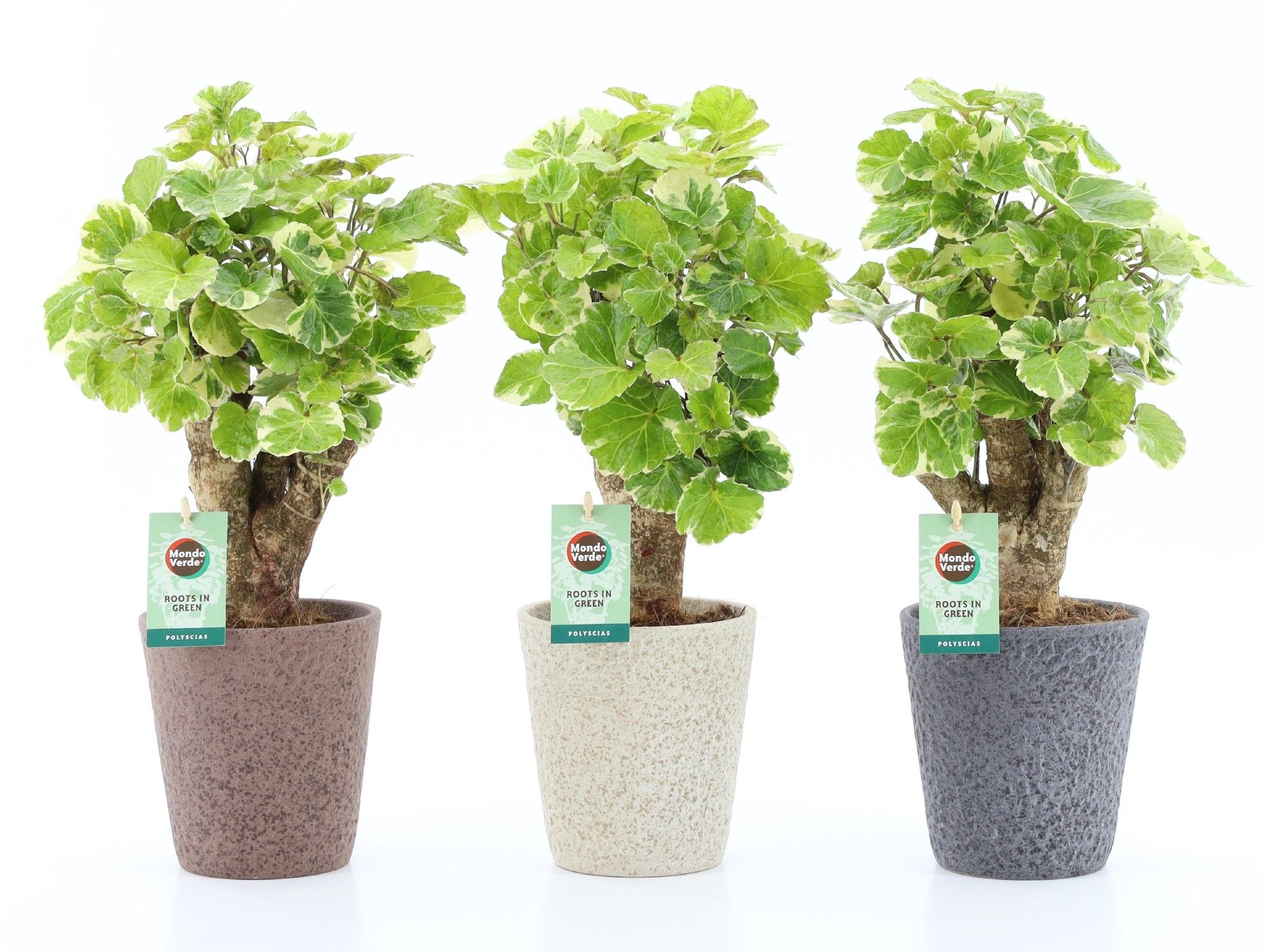 Polyscias Balfouriana in Nature keramiek, D 13