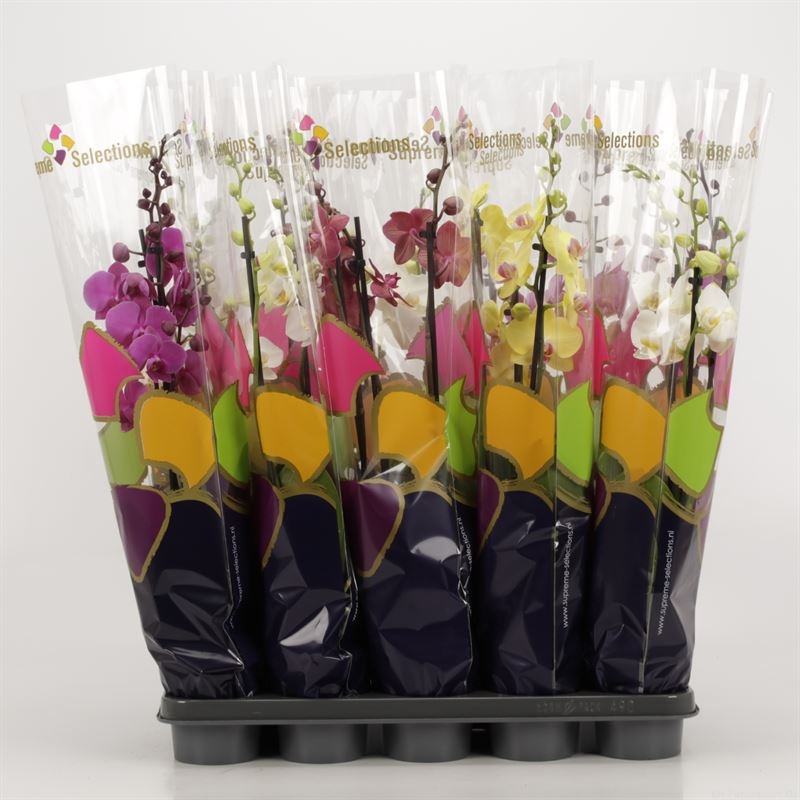 Phalaenopsis gemengd 3 tak gemengd in Premium hoes, D 12
