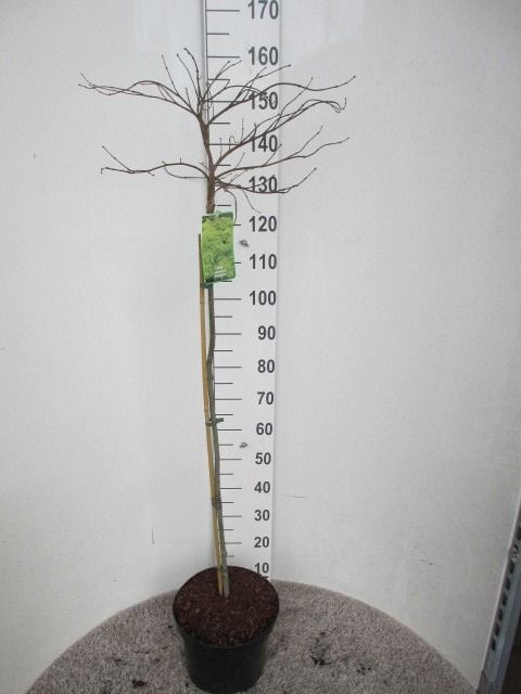 Acer palm. Dissectum 80st. P28, D 28