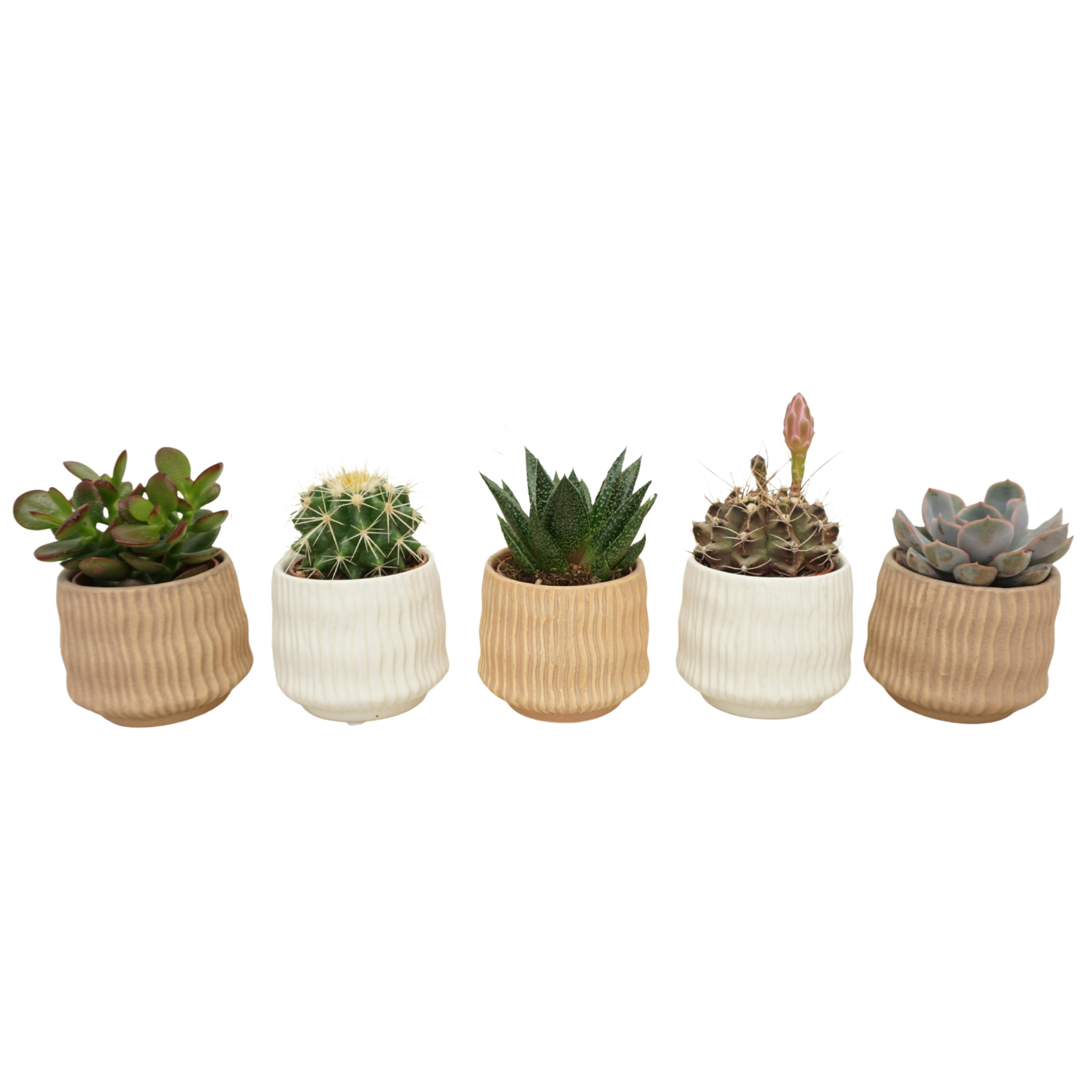 Cactus-Succulent mix in 7 cm 'Es Vedra' keramiek, D 5,5