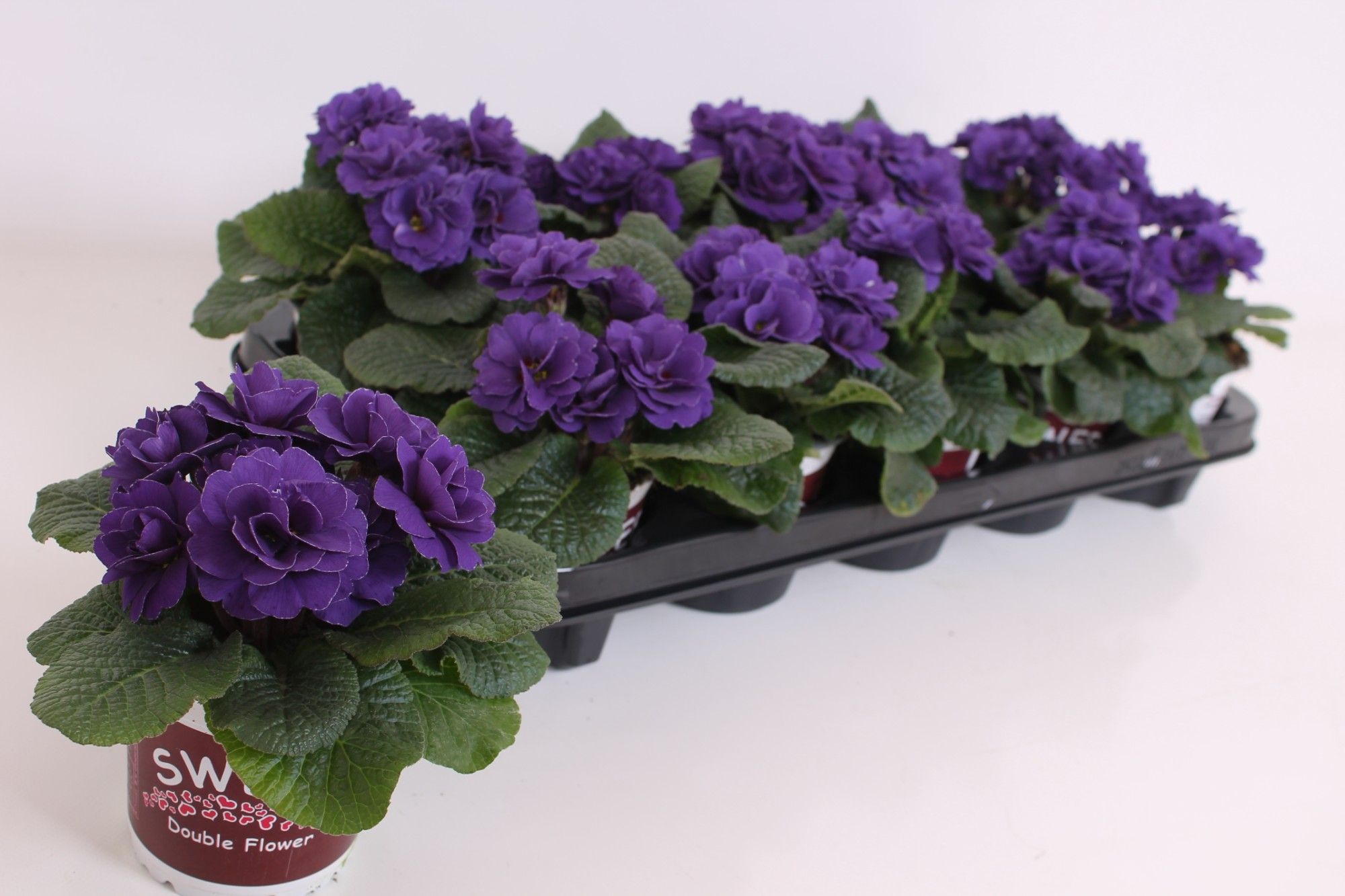 Primula Sweet Specials - Rubens blue shades, D 11