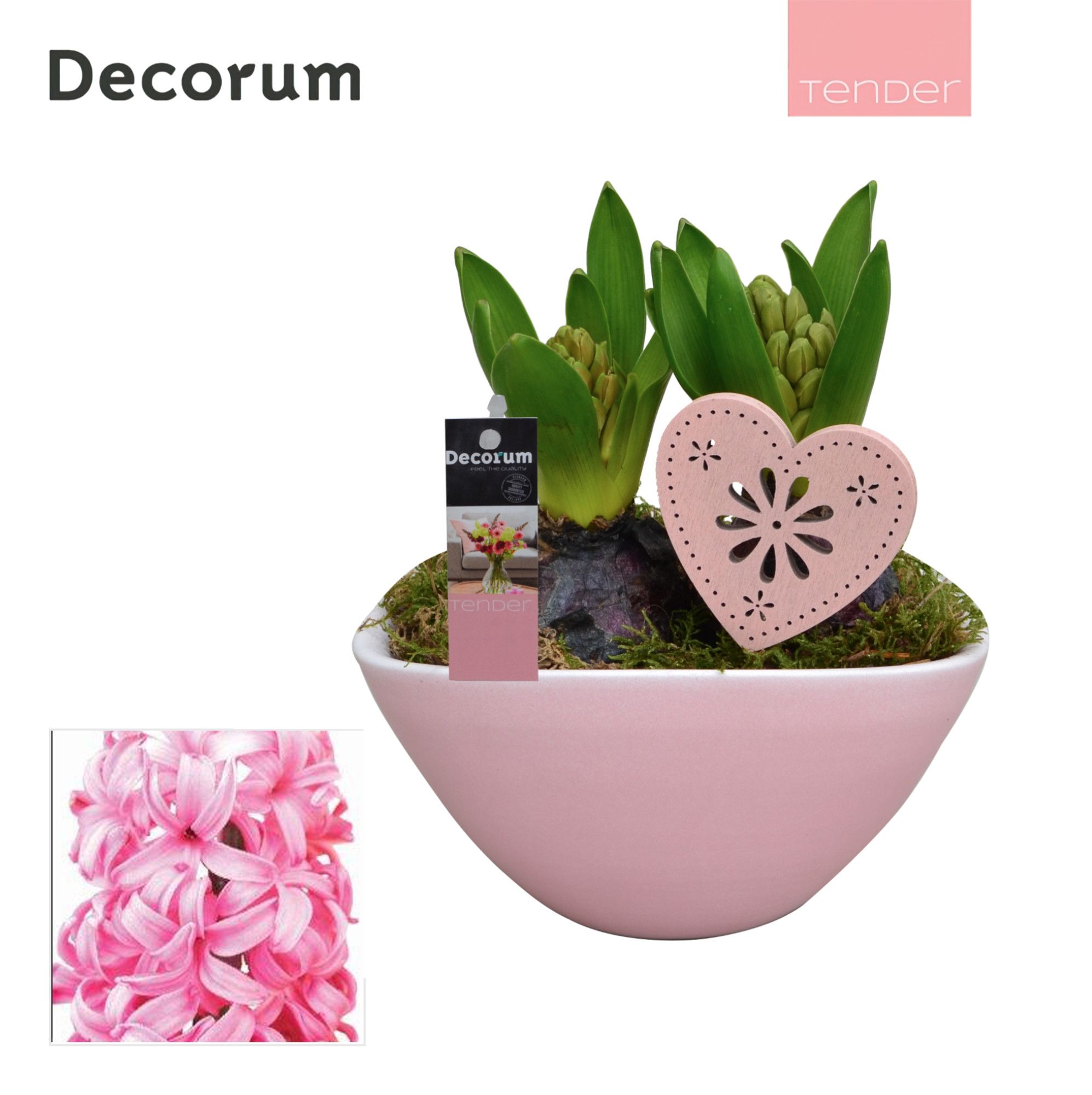 Hyacint Lynn HL17344PP [TENDER], D 16