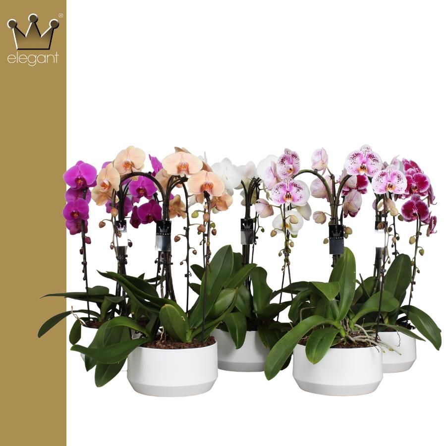Phalaenopsis 6 tak, De Kroon Mix, D 25