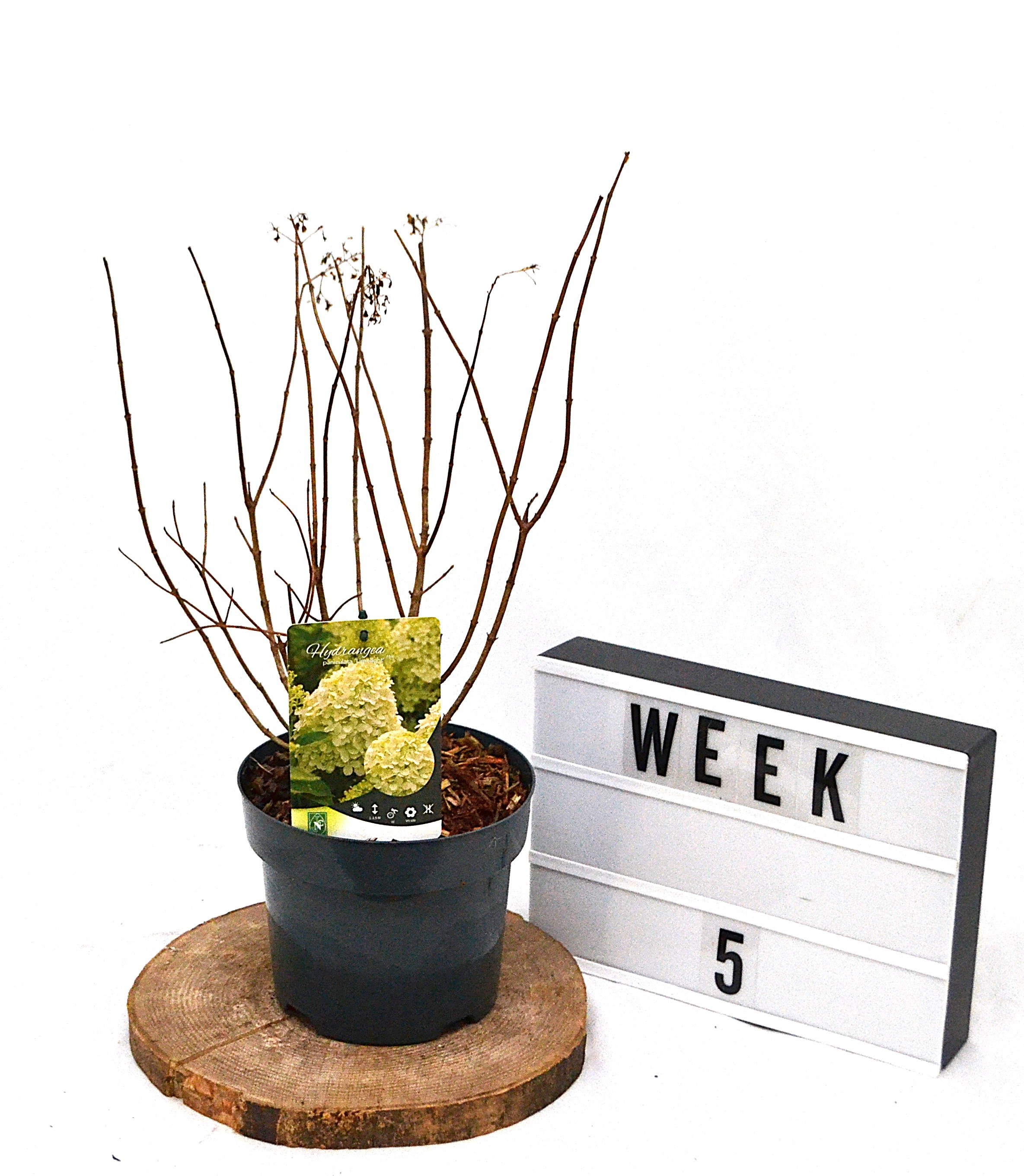 Hydrangea paniculata Limelight C3, D 19